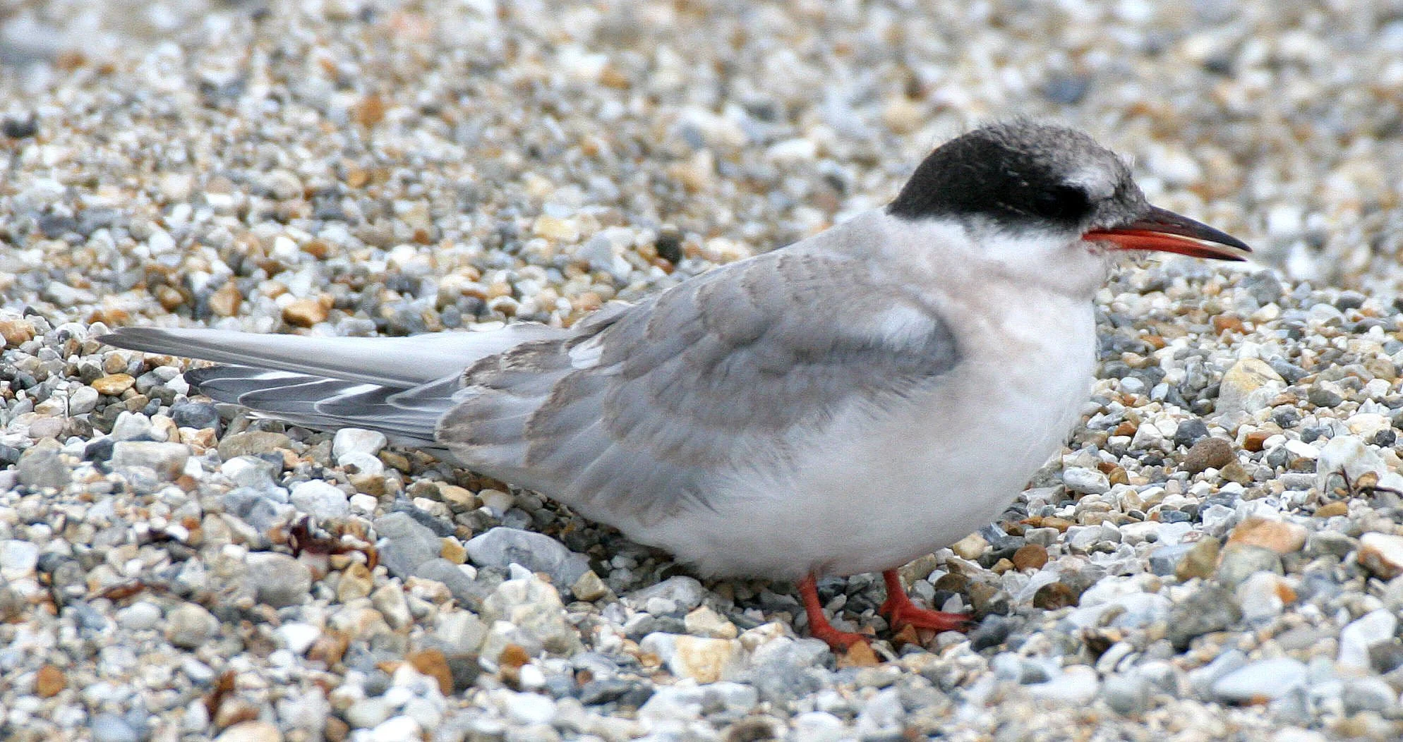 BIRD - TERN - ARCTIC TERN - SVALBARD (3).jpg