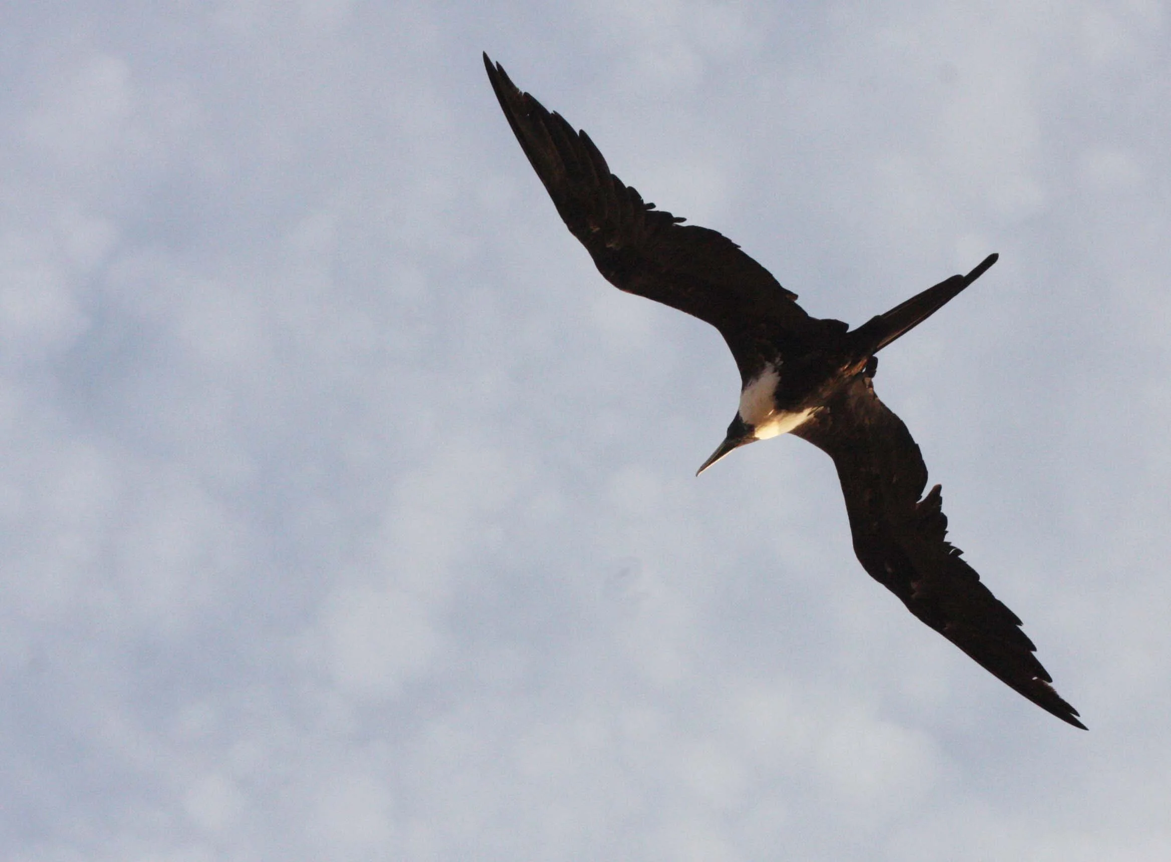 Magnificent Frigatebird (Fregata magnificens) Isla Catalina Baja Mexico (2).JPG