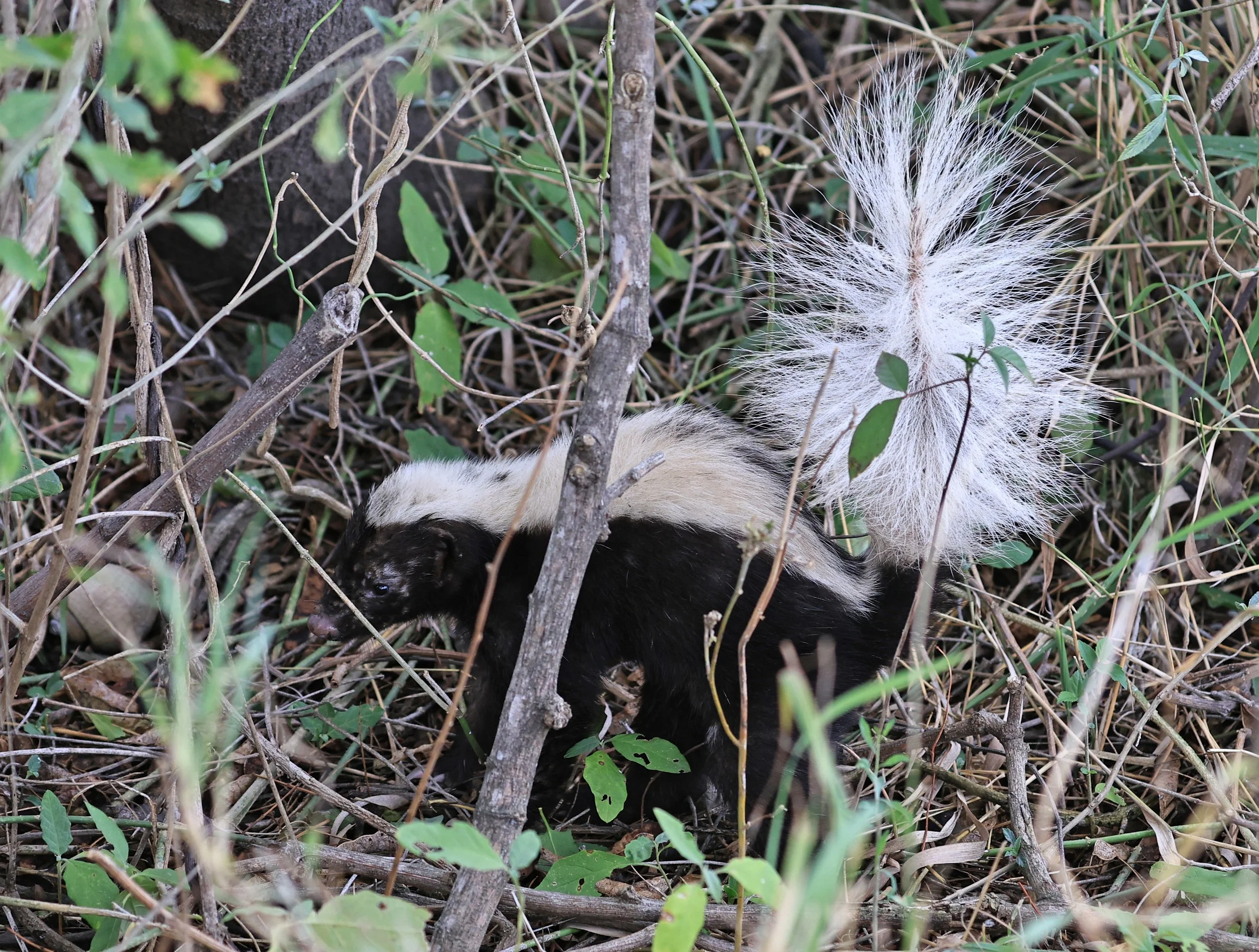 Molina's Hog-nosed Skunk (Conepatus chinga) Estancia Campo'i Paraguay  (17).jpg