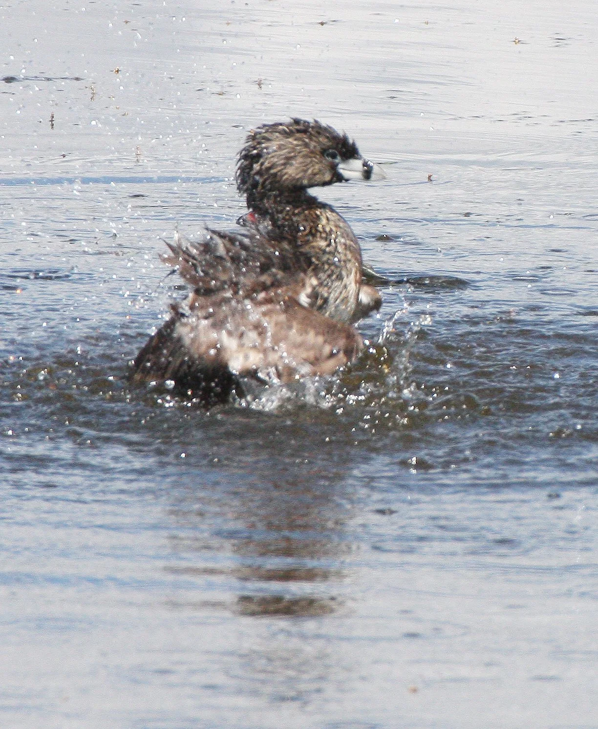 Pied-billed Grebe (Podilymbus podiceps) Ridgefield NWR Washington (57).JPG