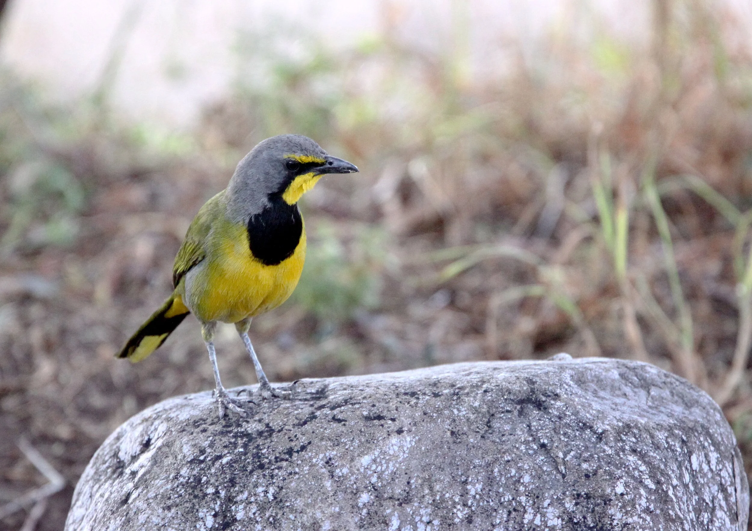 Bokmakierie (Telophorus zeylonus) Karoo NP South Africa (2).JPG
