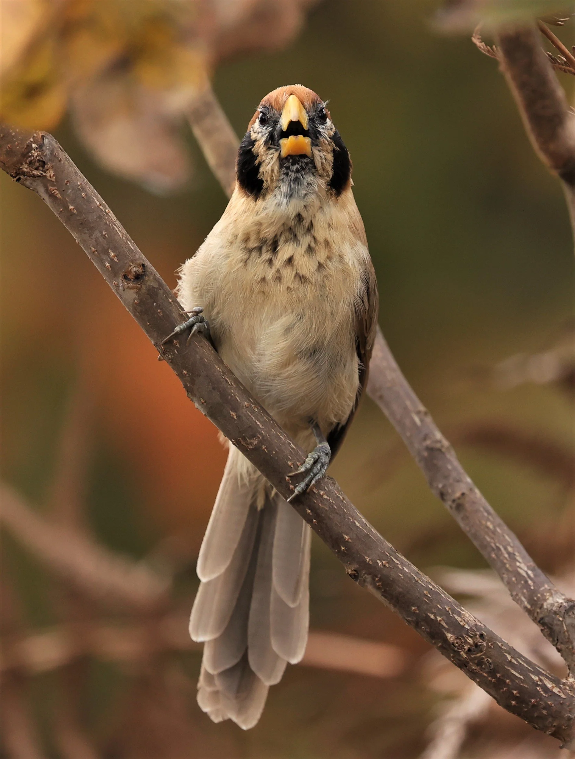 PARROTBILL - SPOT-BREASTED PARROTBILL - Paradoxornis guttaticollis - DOI LANG WEST, DOI PHA HOM POK NP, CHIANG MAI DEC 2021 (22).jpg
