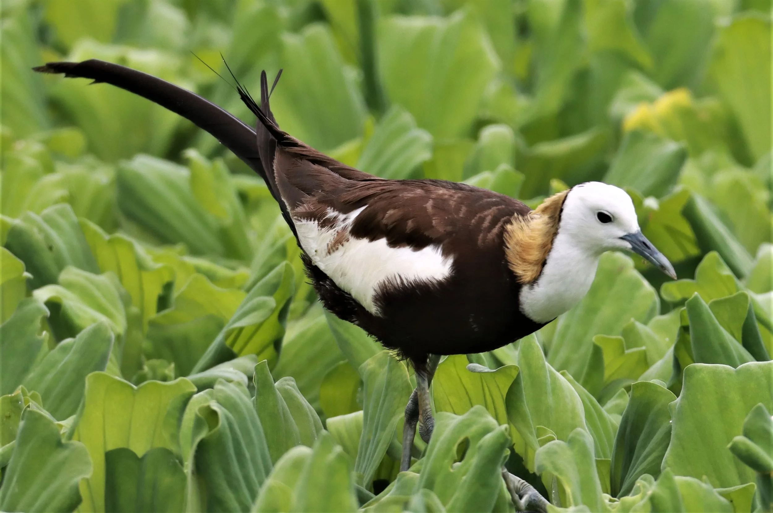 JACANA - PHEASANT-TAILED JACANA - Hydrophasianus chirurgus - KHON KAEN SEWAGE TREATMENT PLANT KHON KAEN UNIVERSITY  (31).jpg