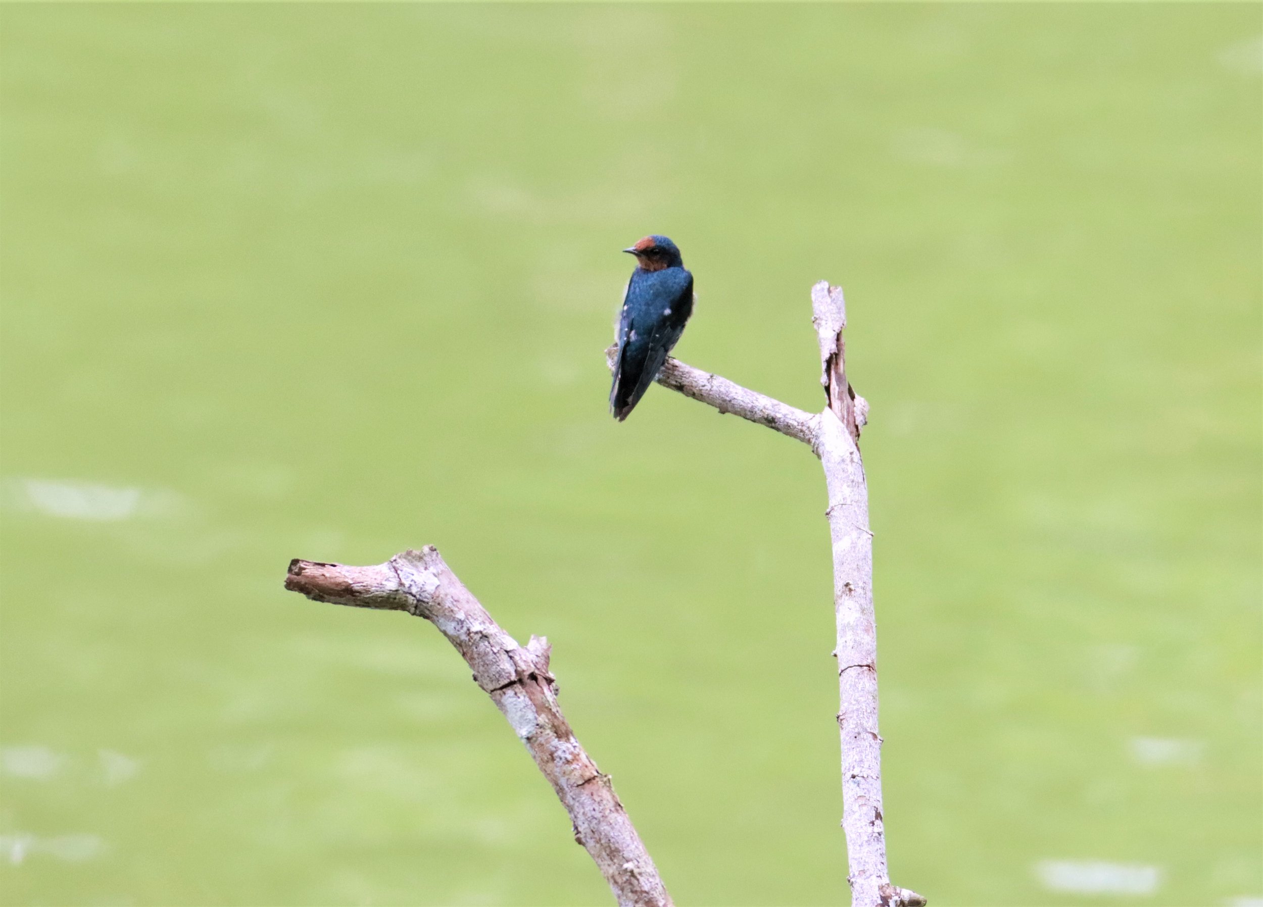 Barn Swallow (Hirundo rustica) Khao Sok Surat Thani Thailand (2).jpg