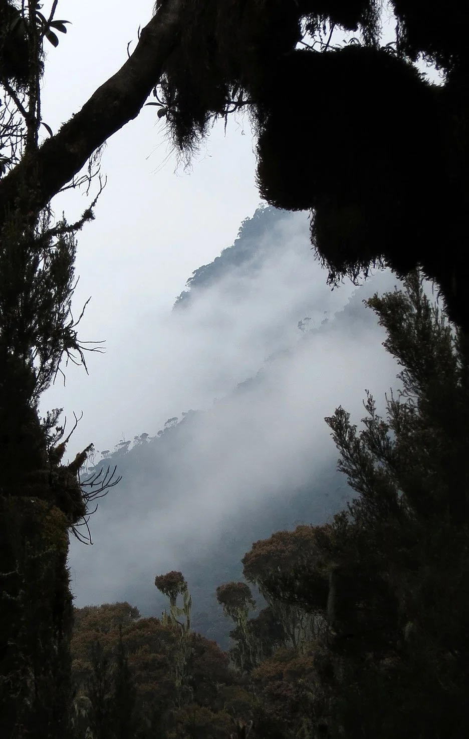 RWENZORI NATIONAL PARK UGANDA (170).JPG