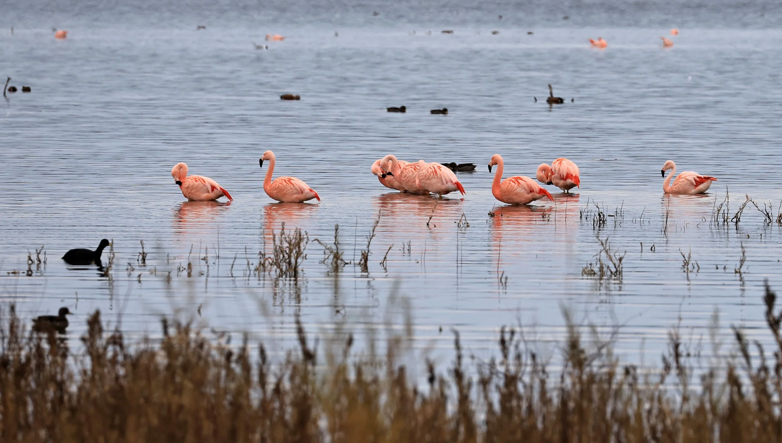 Chilean Flamingo (Phoenicopterus chilensis) Lagunas del Ornitólogo, Trelew Argentina (105).jpg