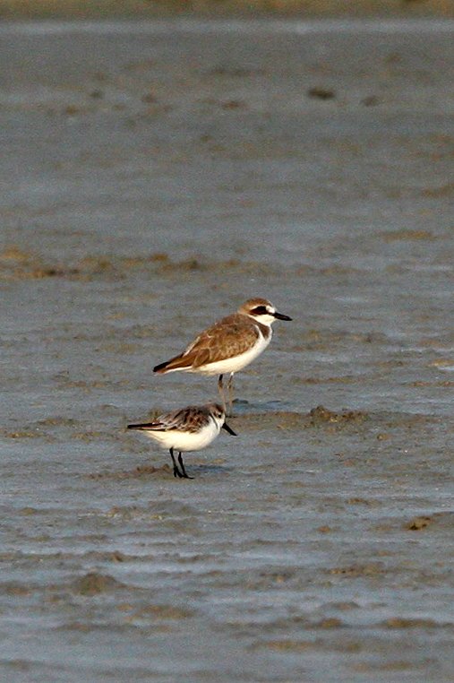 SANDPIPER - SPOON-BILLED SANDPIPER - Calidris pygmeus - & LESSER SAND PLOVER - PETCHABURI PROVINCE, PAK THALE (22).JPG