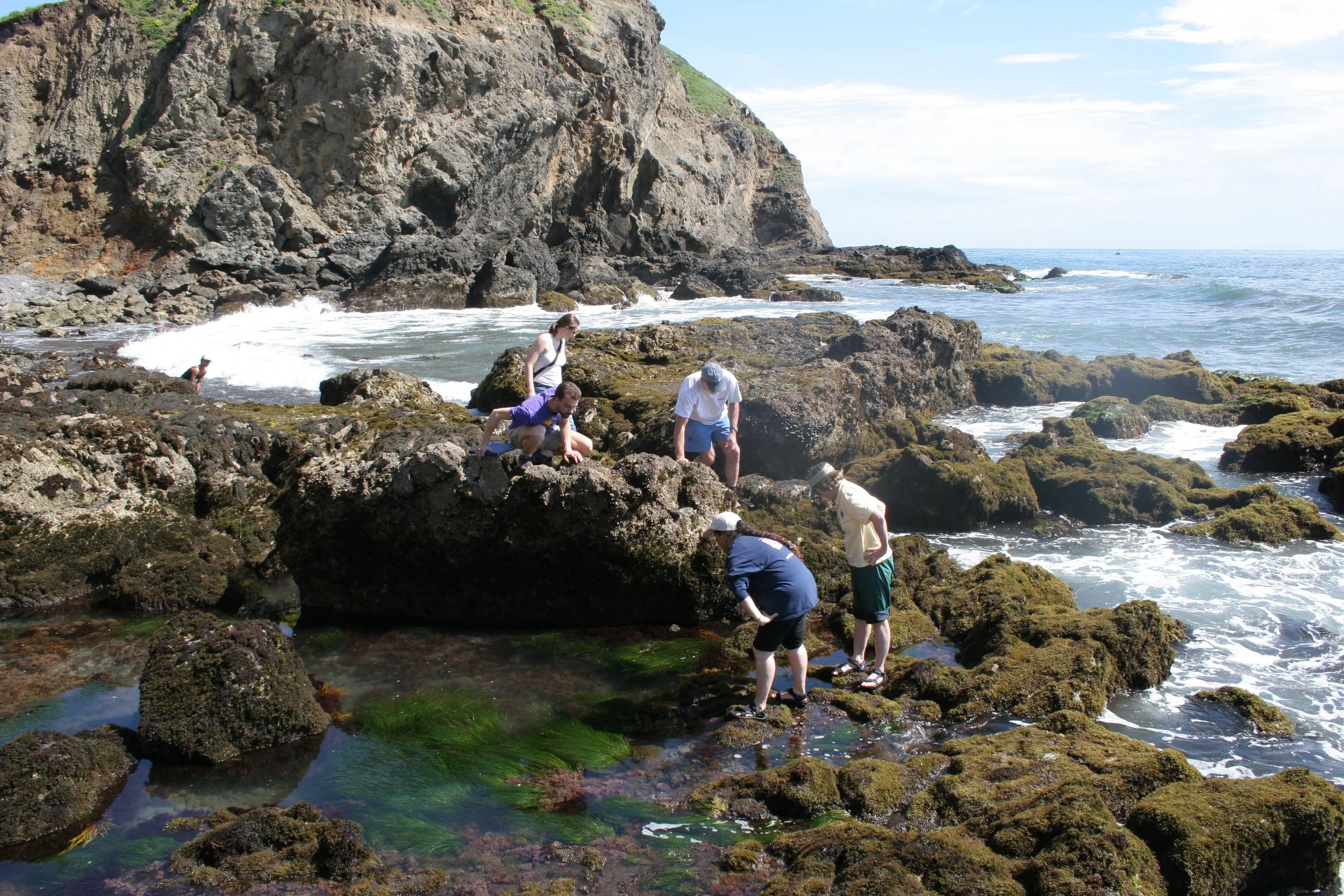 CALIFORNIA - CHANNEL ISLANDS NP - ANACAPA ISLAND - LIMPETS COMPLETE COUNTING METHOD.jpg