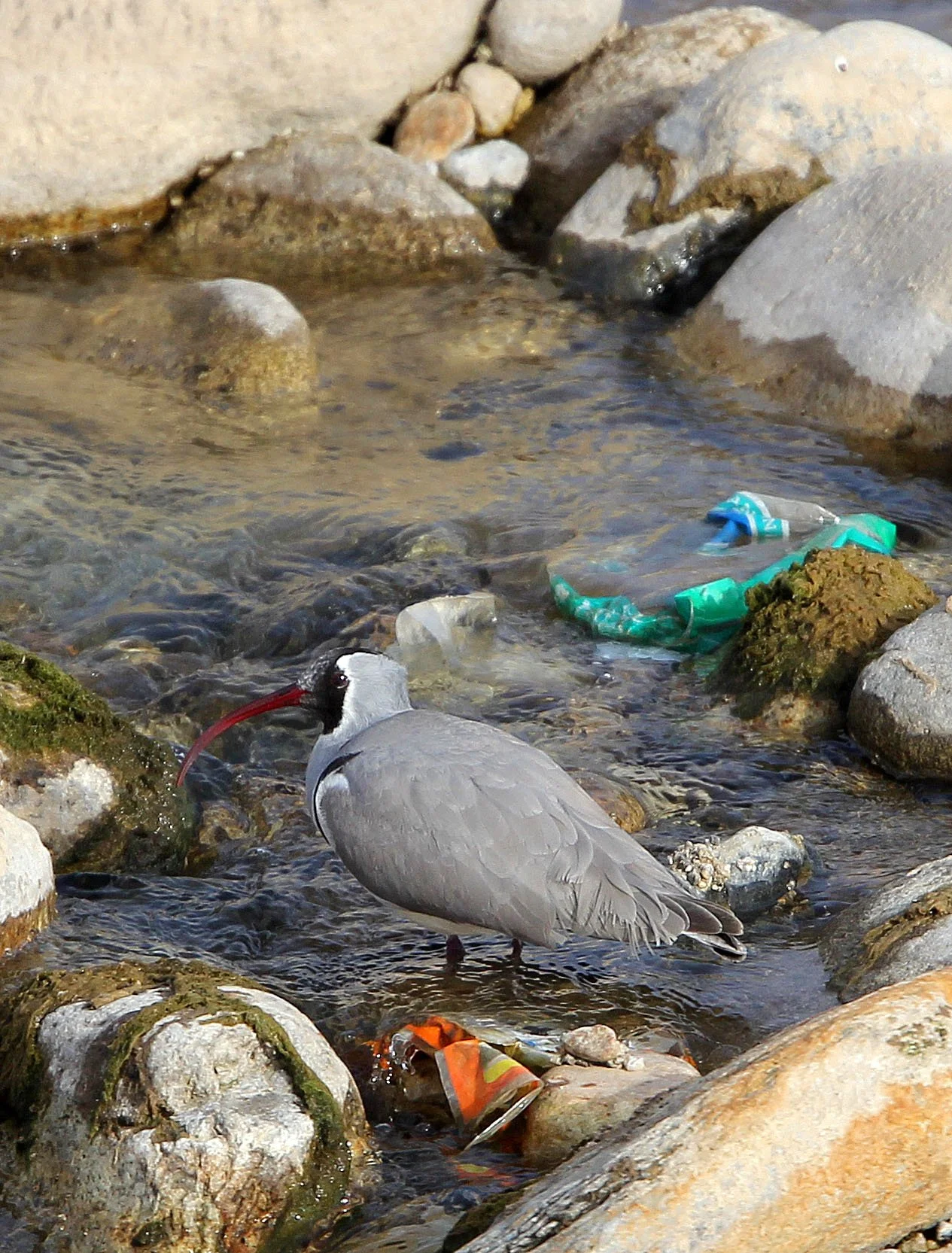 BIRD - IBISBILL - FOPING CITY, SHAANXI CHINA (19).JPG