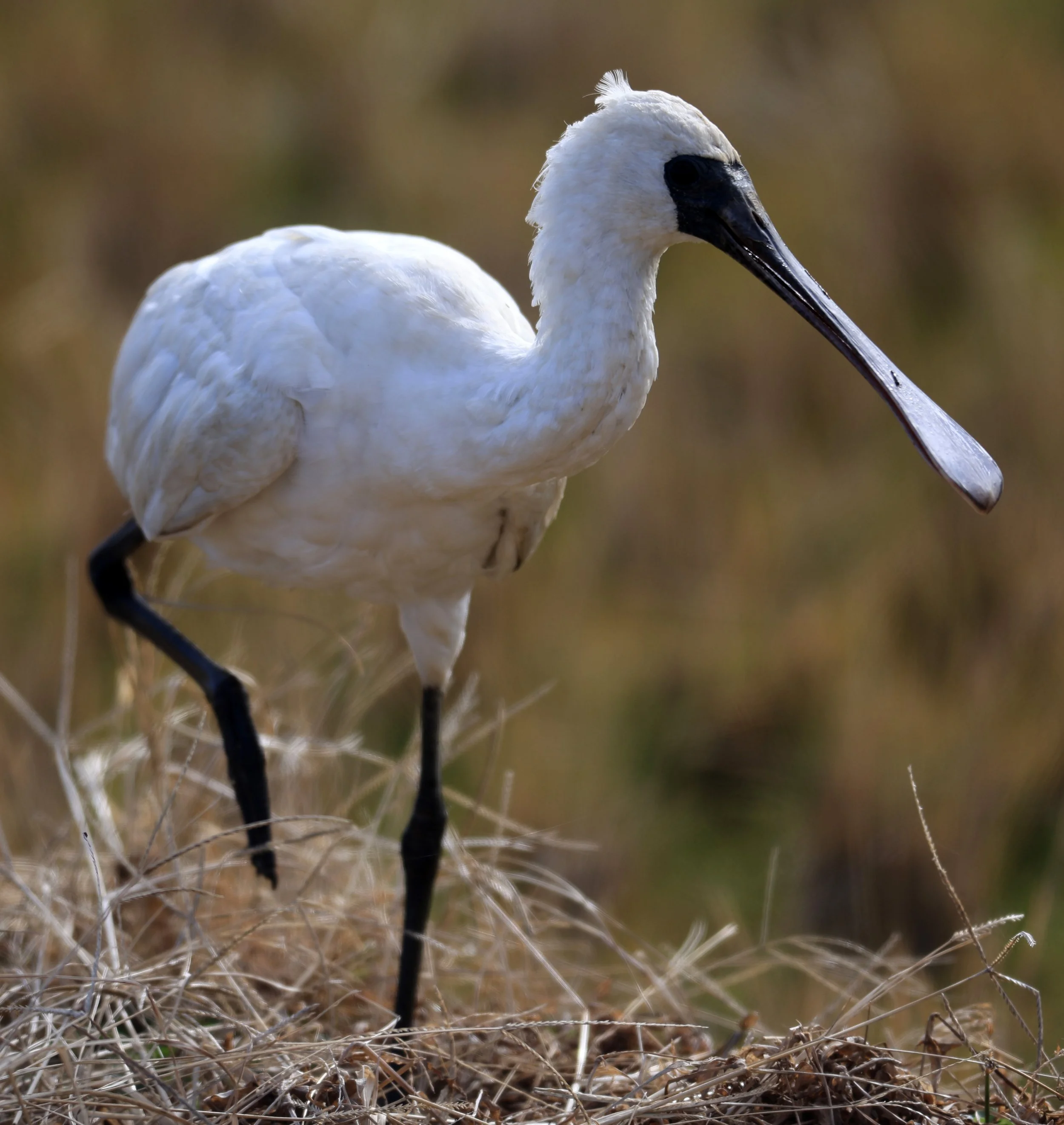 Black-faced Spoonbill (Platalea minor) Izumi Crane Center and Fields Izumi Kagoshima Japan