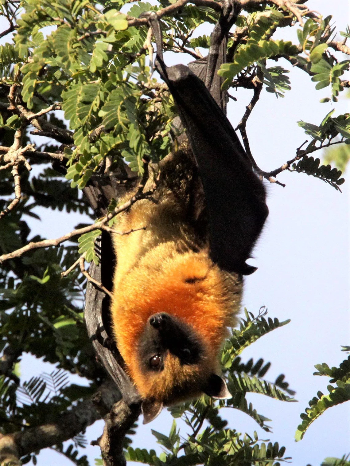 Pteropus rufus - MADAGASCAR FLYING FOX - BERENTY RESERVE MADAGASCAR a.jpg