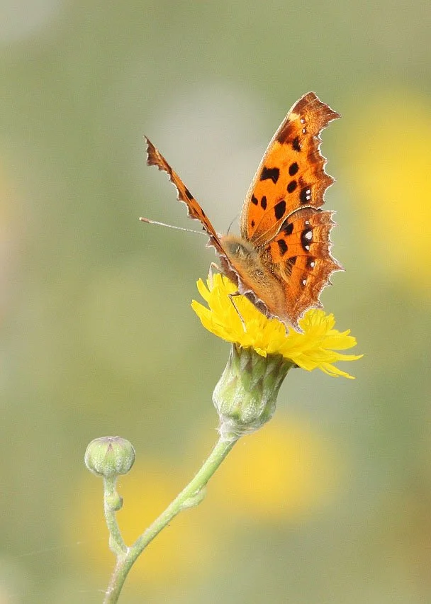 Nymphalidae - Polygonia c-album - Rudong, China 