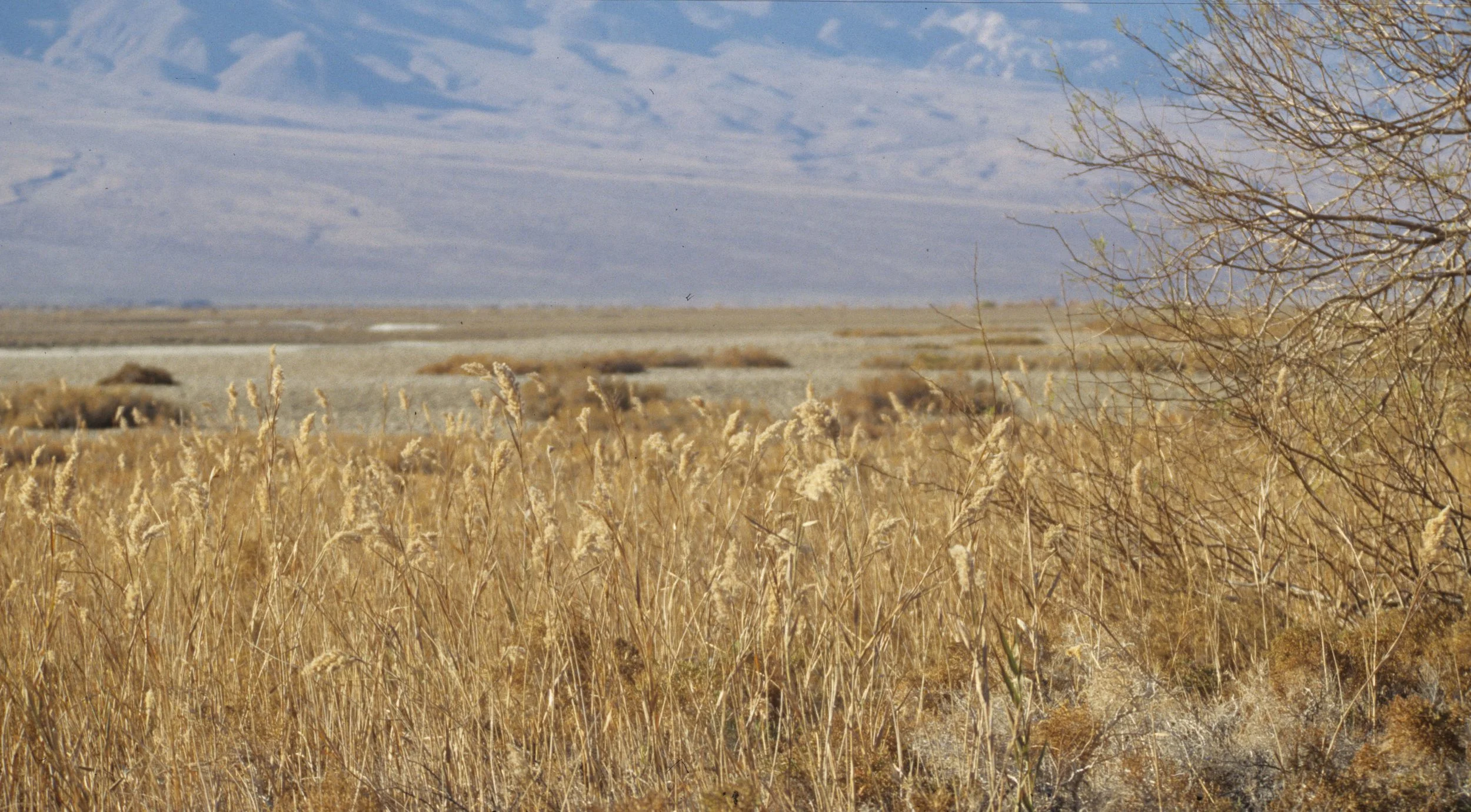 DEATH VALLEY - RUSH SPECIES GRASSLAND NEAR BADWATER.jpg