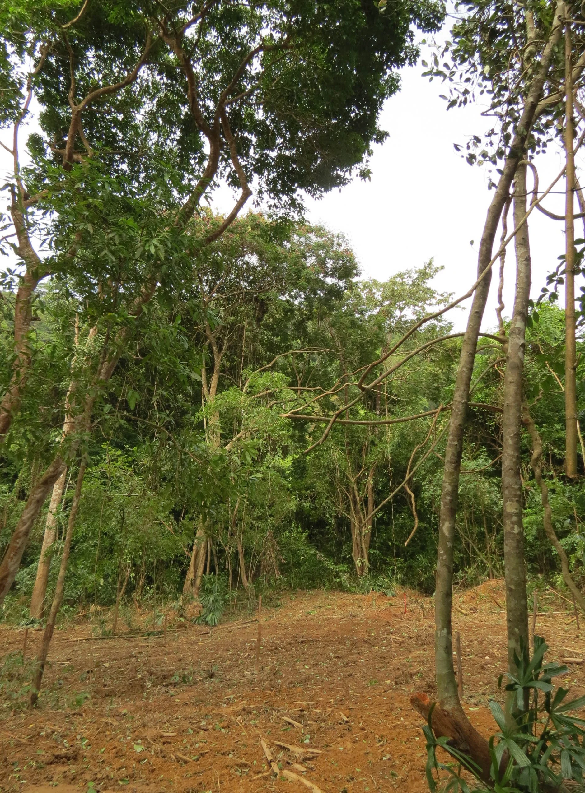 2014 Koh Lanta Build (41).JPG