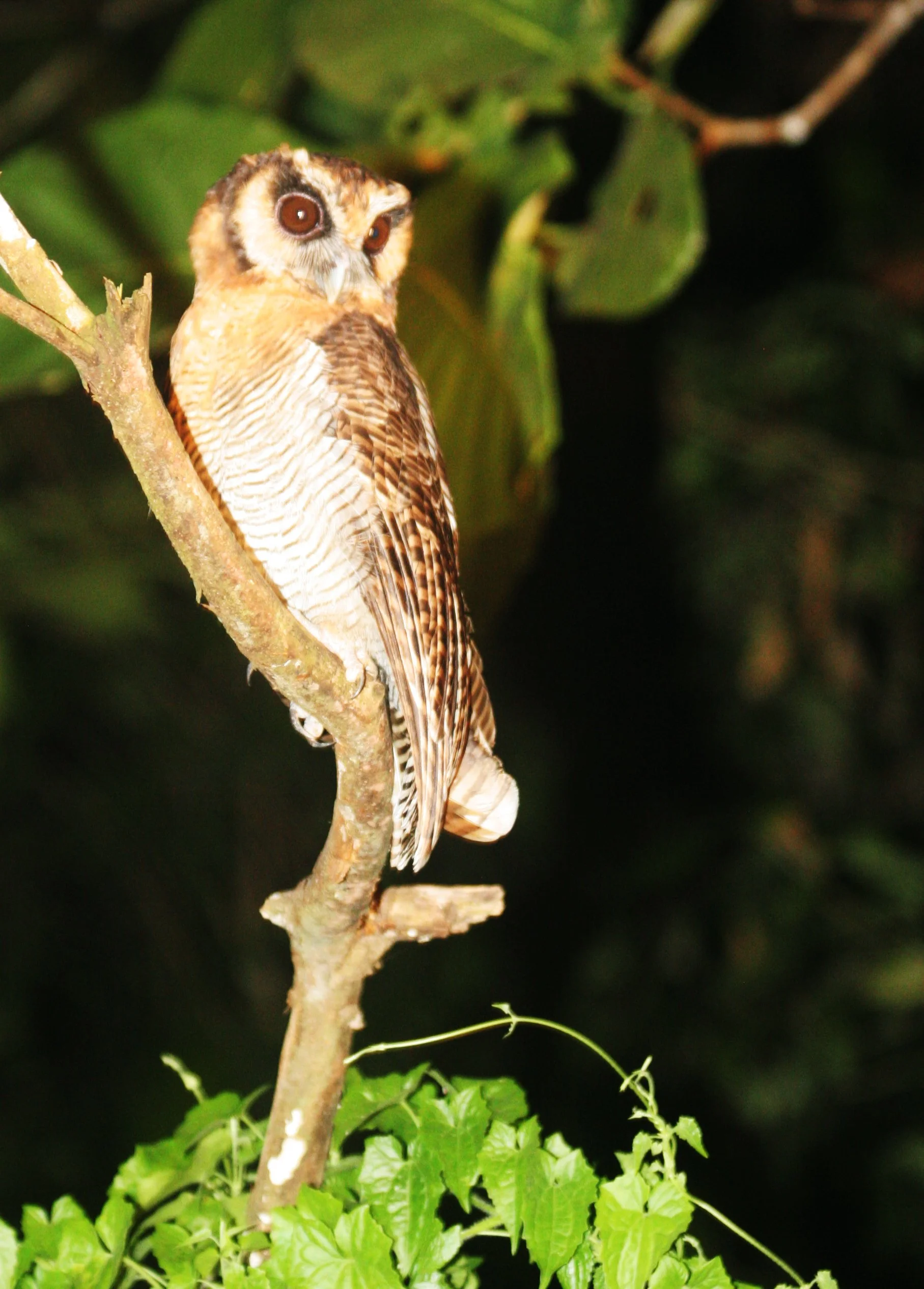 Strix leptogrammica - BROWN WOOD-OWL - TABIN WILDLIFE RESERVE BORNEO (3).JPG