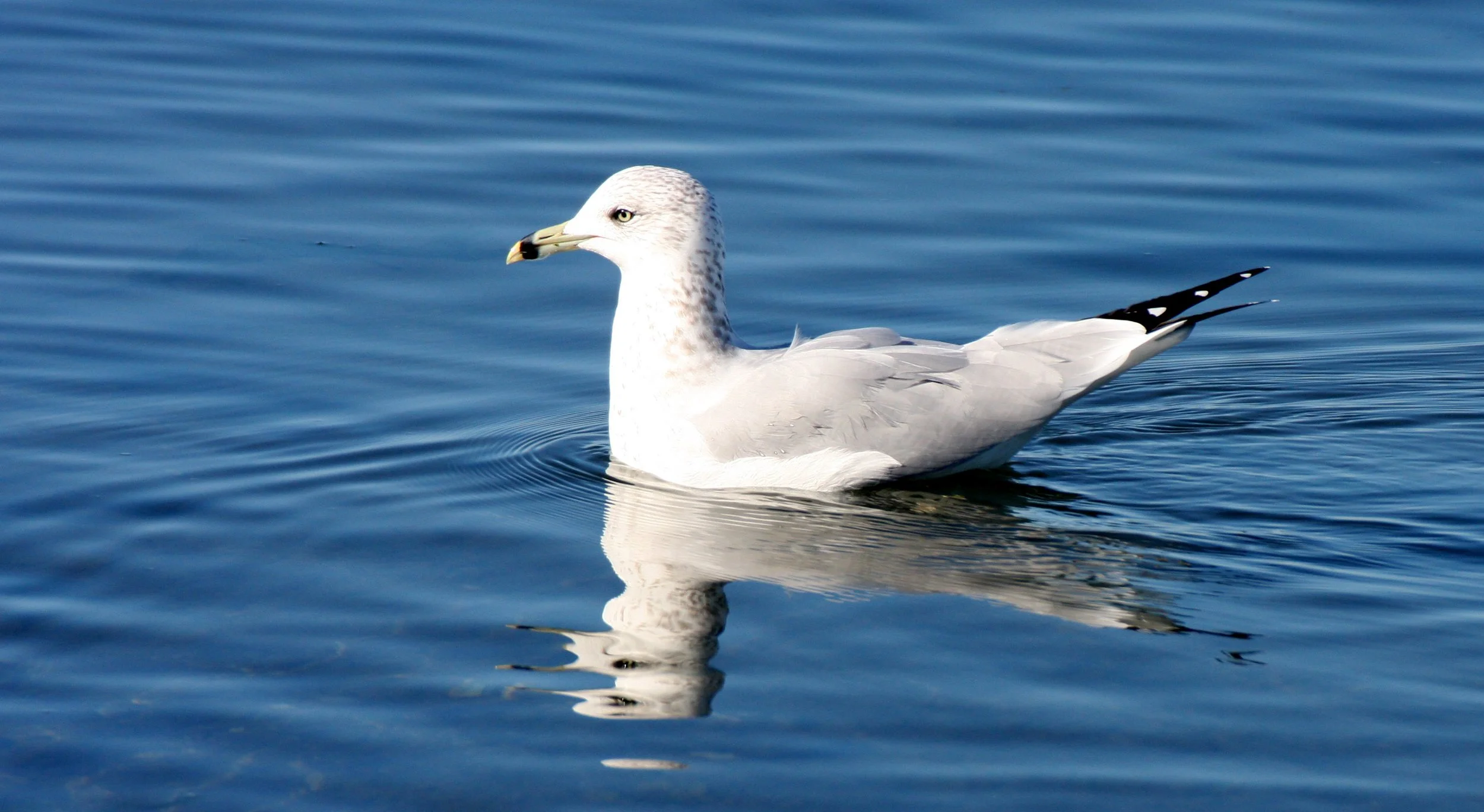 BIRD - GULL - RING-BILLED GULL - SEQUIM BAY (4).JPG