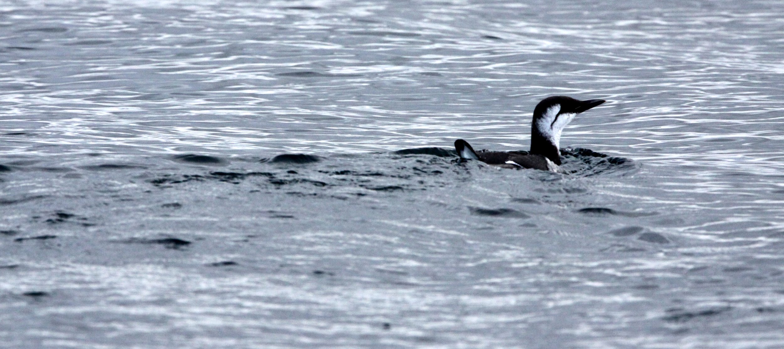 Uria aalge - COMMON MURRE - PORT ANGELES HARBOR (3).JPG