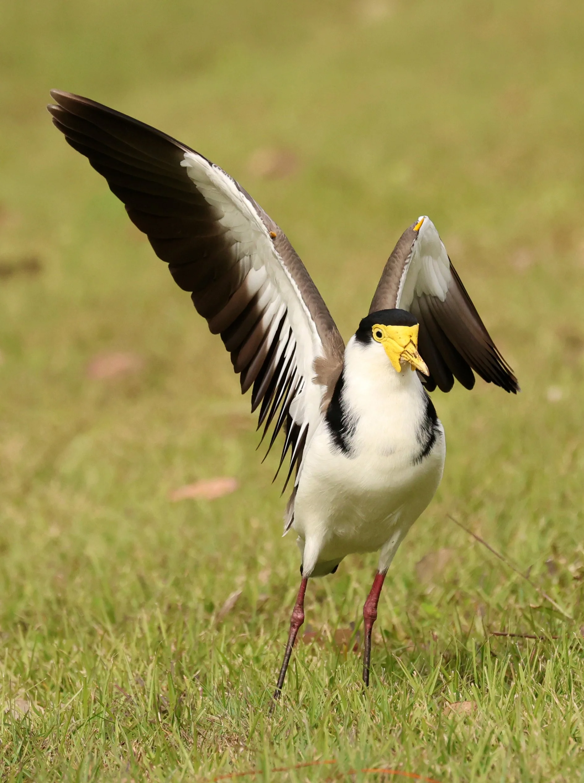Masked Lapwing (Vanellus miles) Canungra near Lamington NP - Queensland (15).jpg