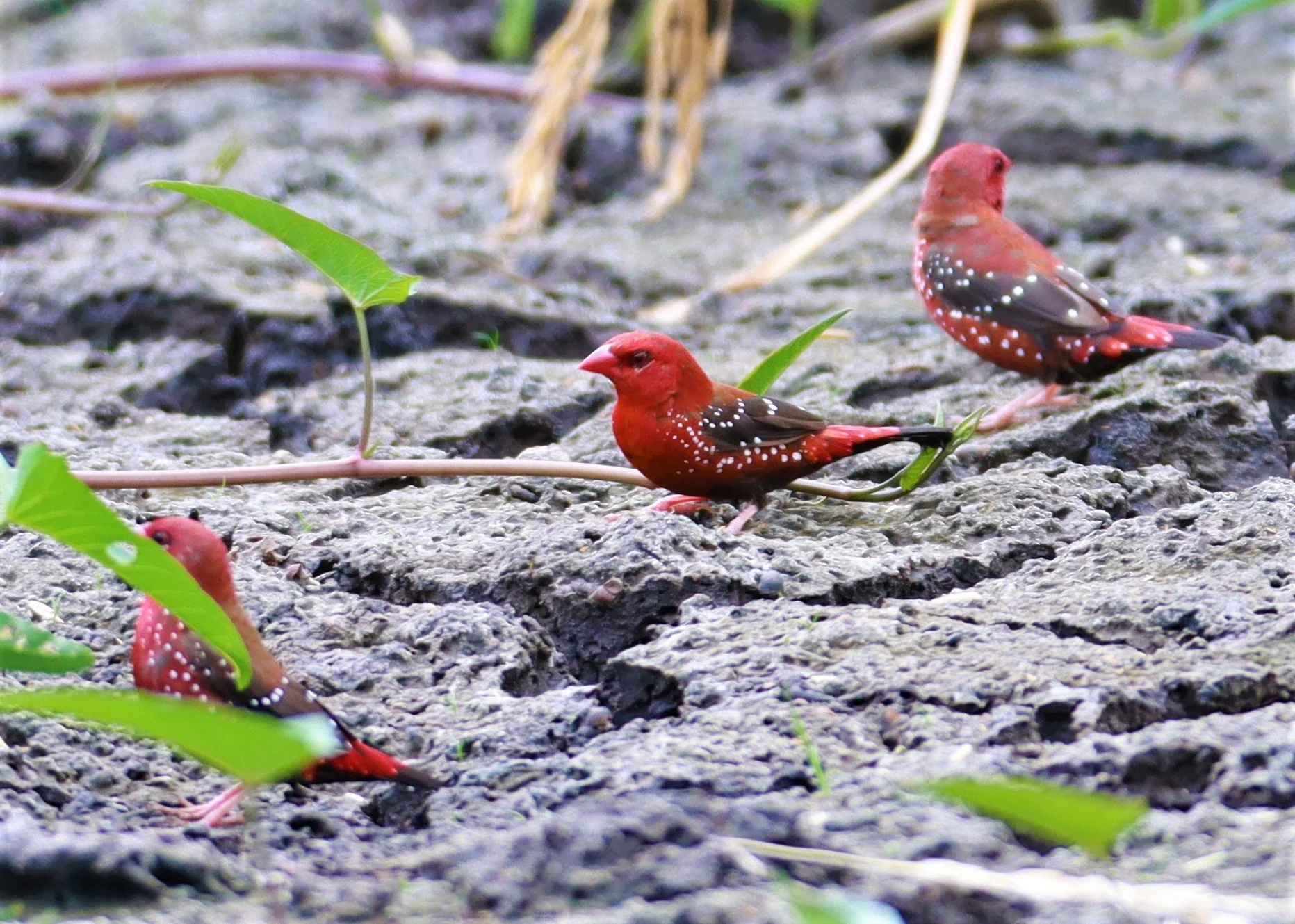 RED AVADAVAT - Amandava amandava - LAT KRABANG THAP YAO RICEFIELDS August 25, 2021 (128).jpg
