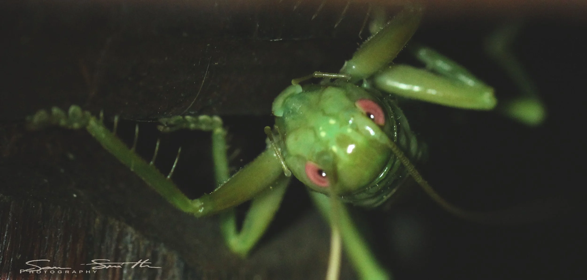 Gryllidae - Species 1 - Koh Lanta, Thailand (40).JPG