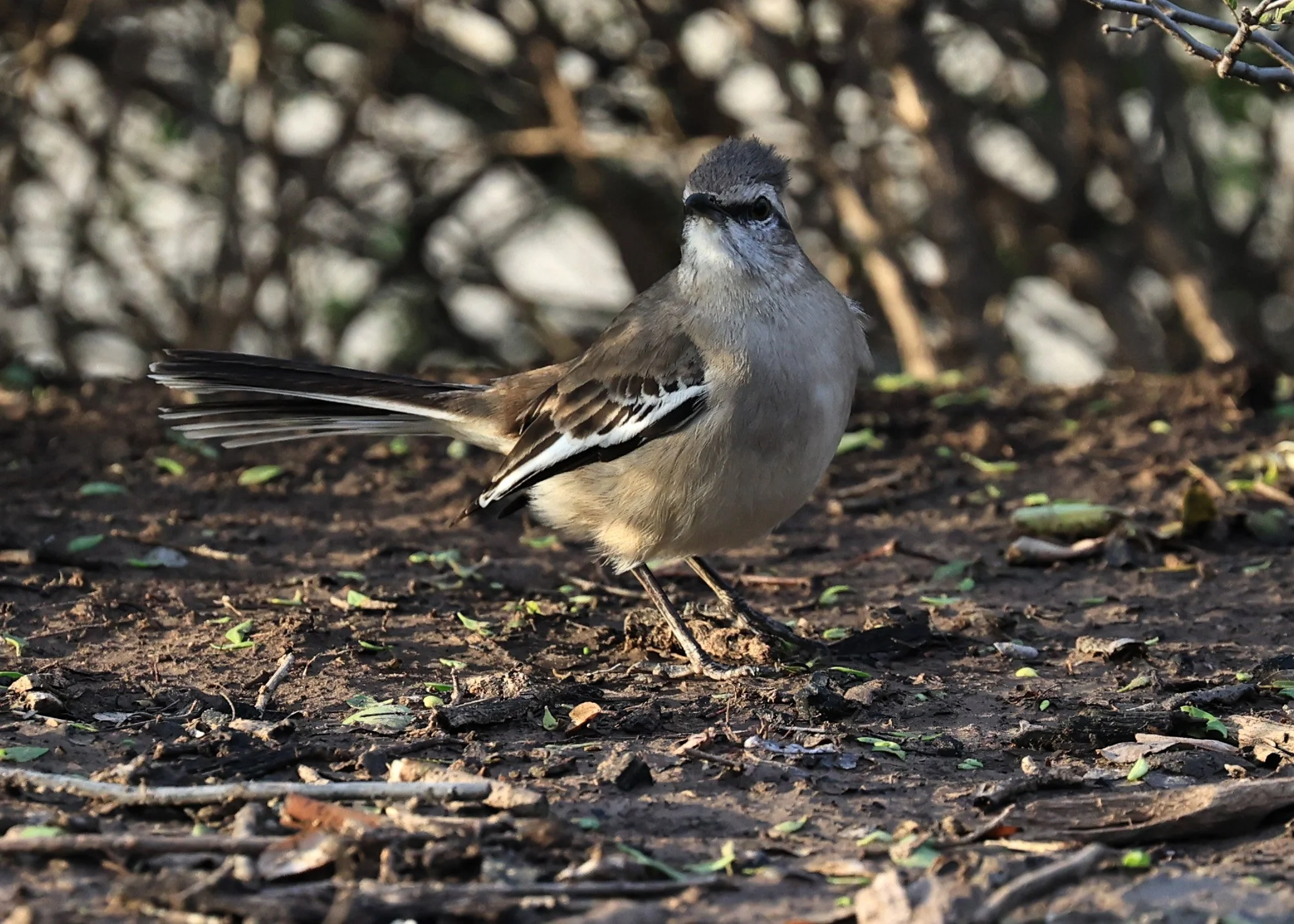 White-banded Mockingbird (Mimus triurus) Chaco Lodge & Laguna Salada 