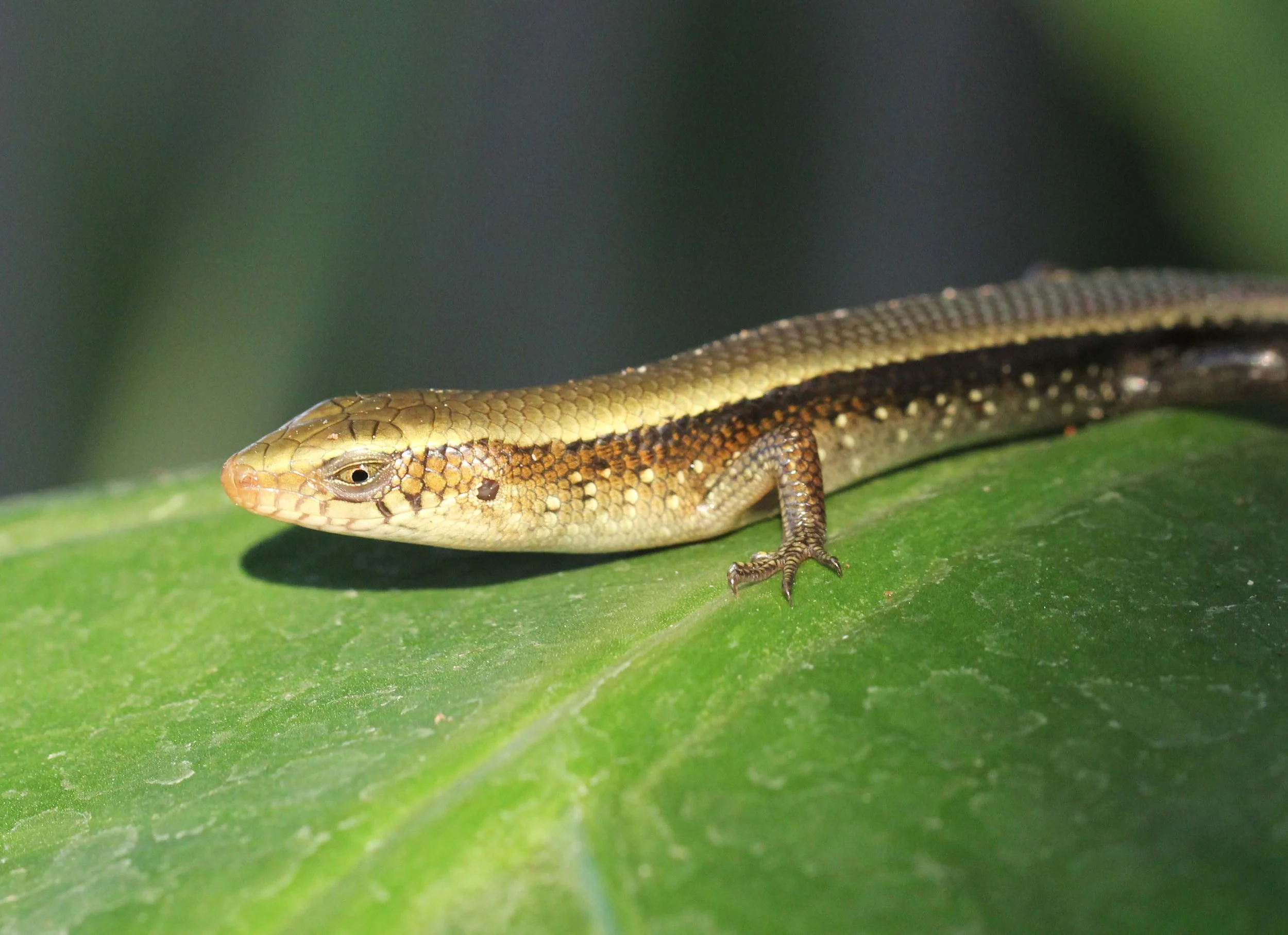 2013 Nonthaburi Setthasiri House and Nonthaburi Neighborhood (188).JPG