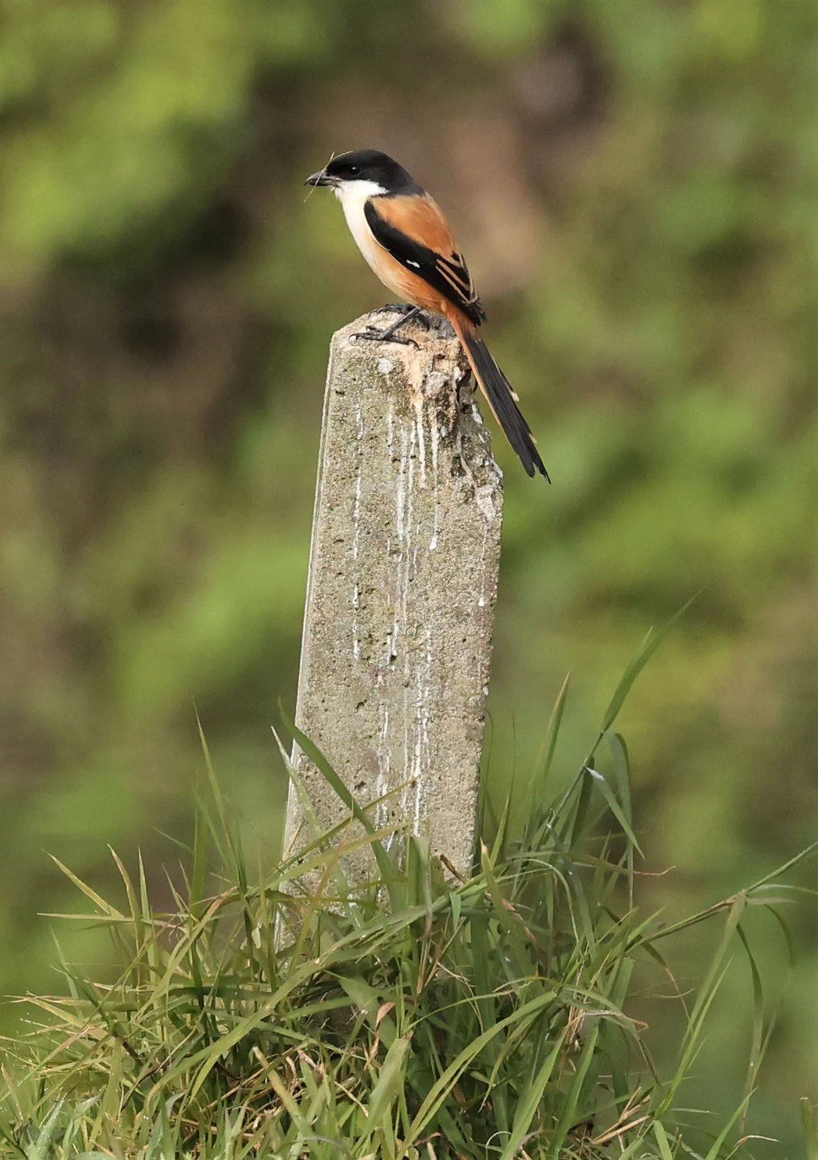 Long-tailed Shrike (Lanius schach) Doi Ang Khang Chiang Mai (4).jpg