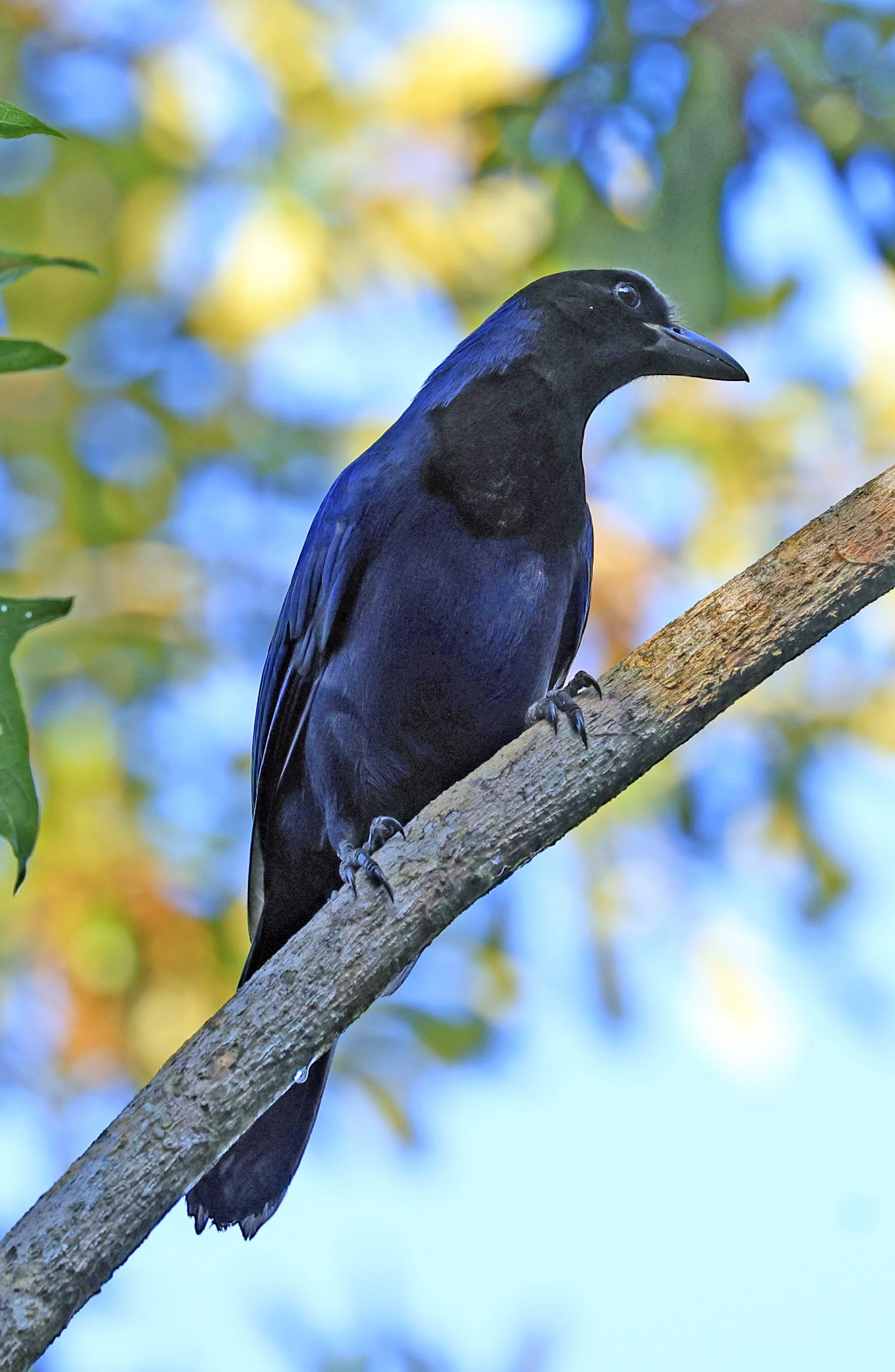 Azure Jay (Cyanocorax caeruleus) Superagui National Park, Brazil (23).jpg