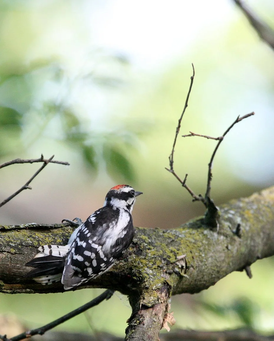 BIRD - WOODPECKER - DOWNY WOODPECKER - MCKEE MARSH ILLINOIS (6).JPG