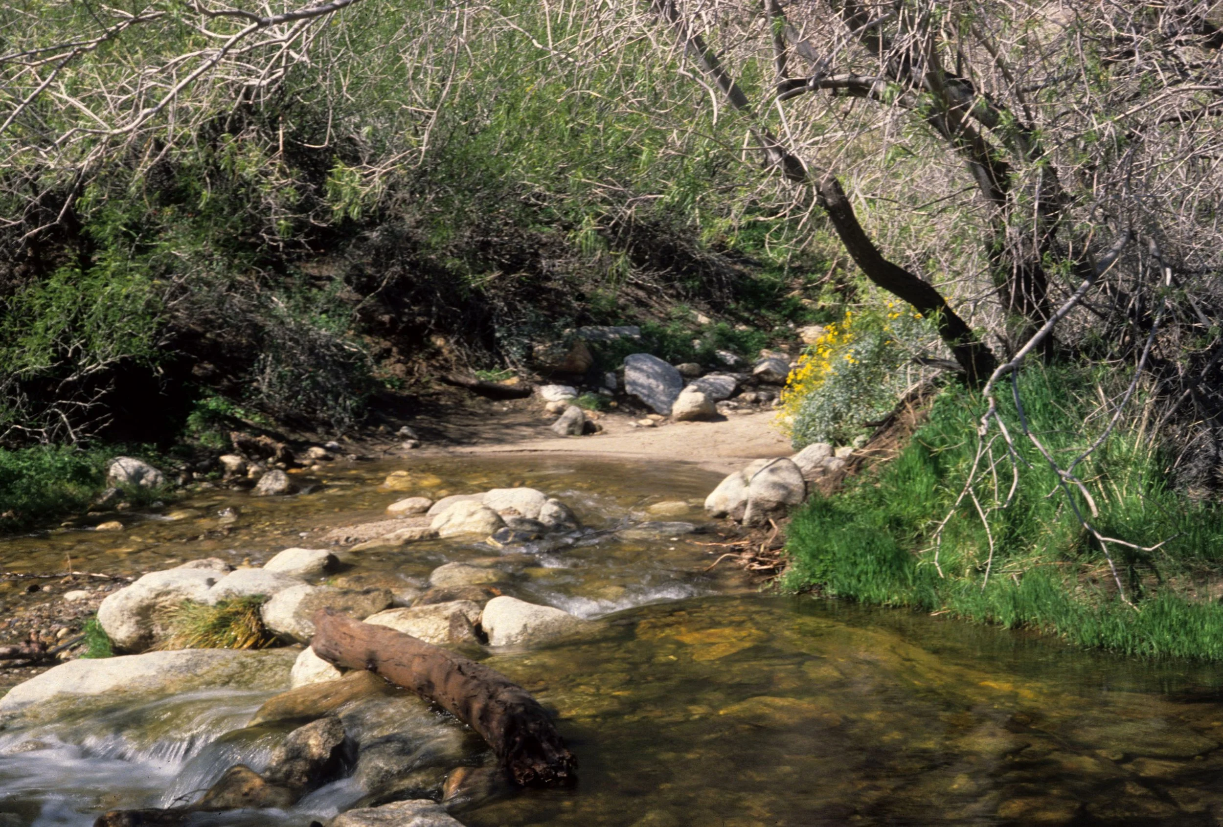 ANZA BORREGO - RIPARIAN COMMUNITY.jpg