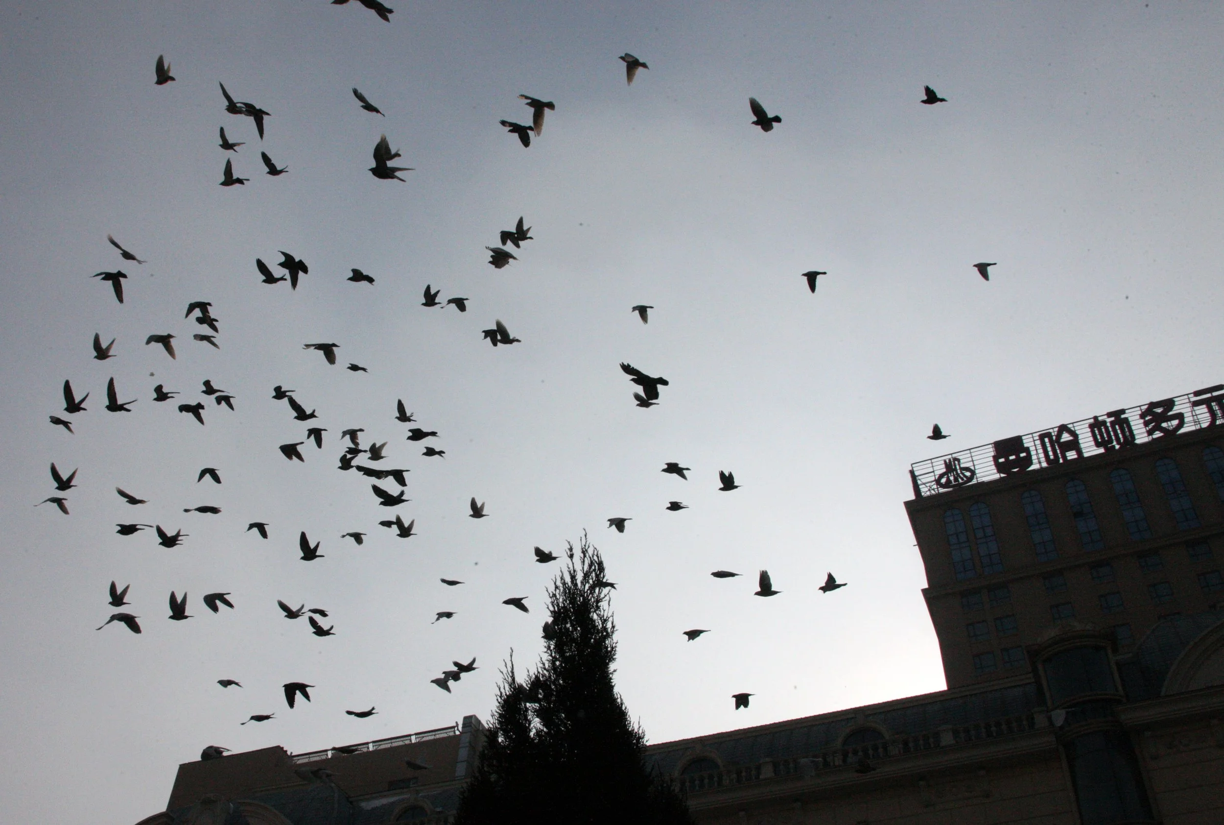 SAINT SOPHIA'S CATHEDRAL HARBIN CHINA (58).JPG