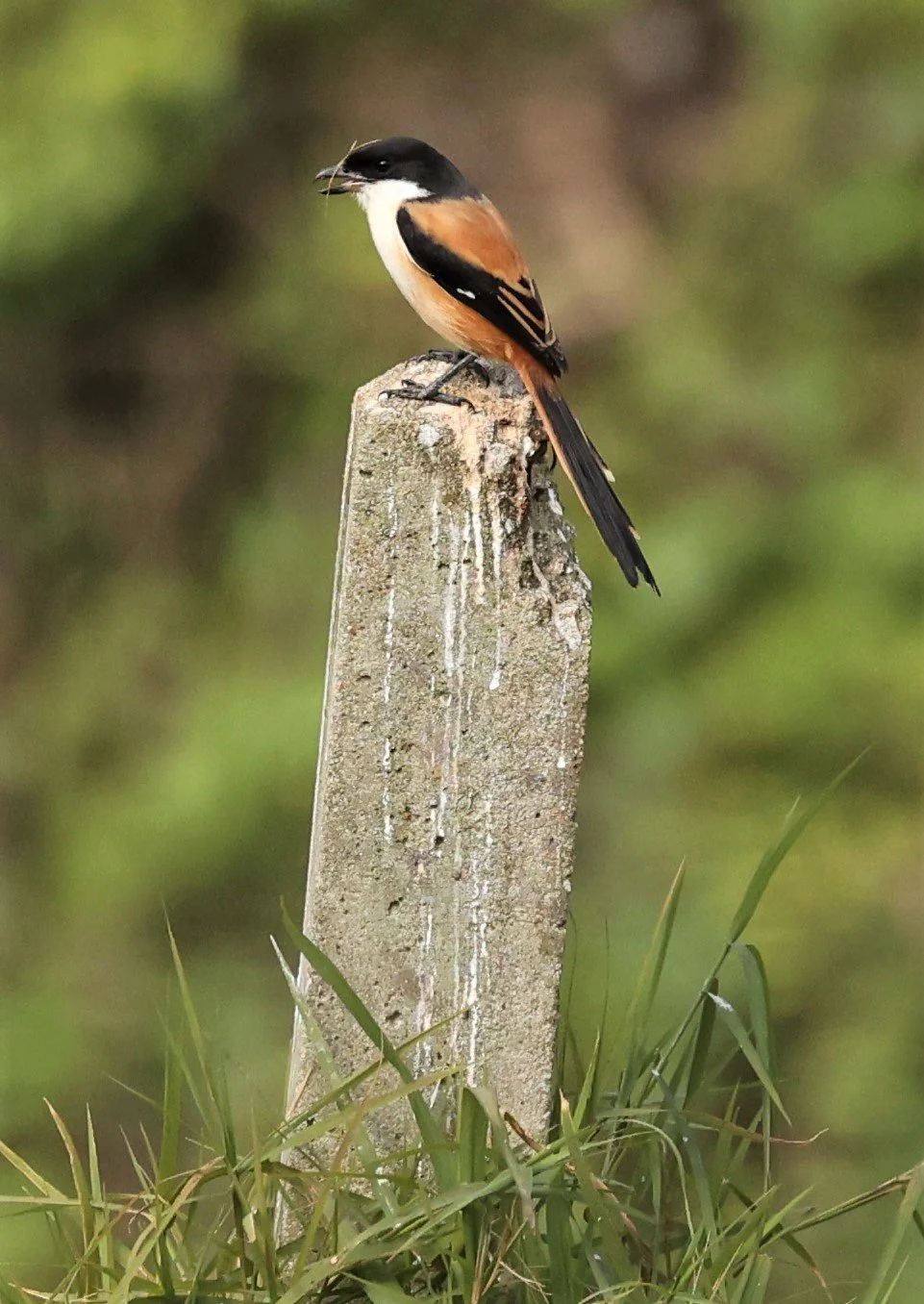 Long-tailed Shrike (Lanius schach) Doi Ang Khang Chiang Mai (3).jpg