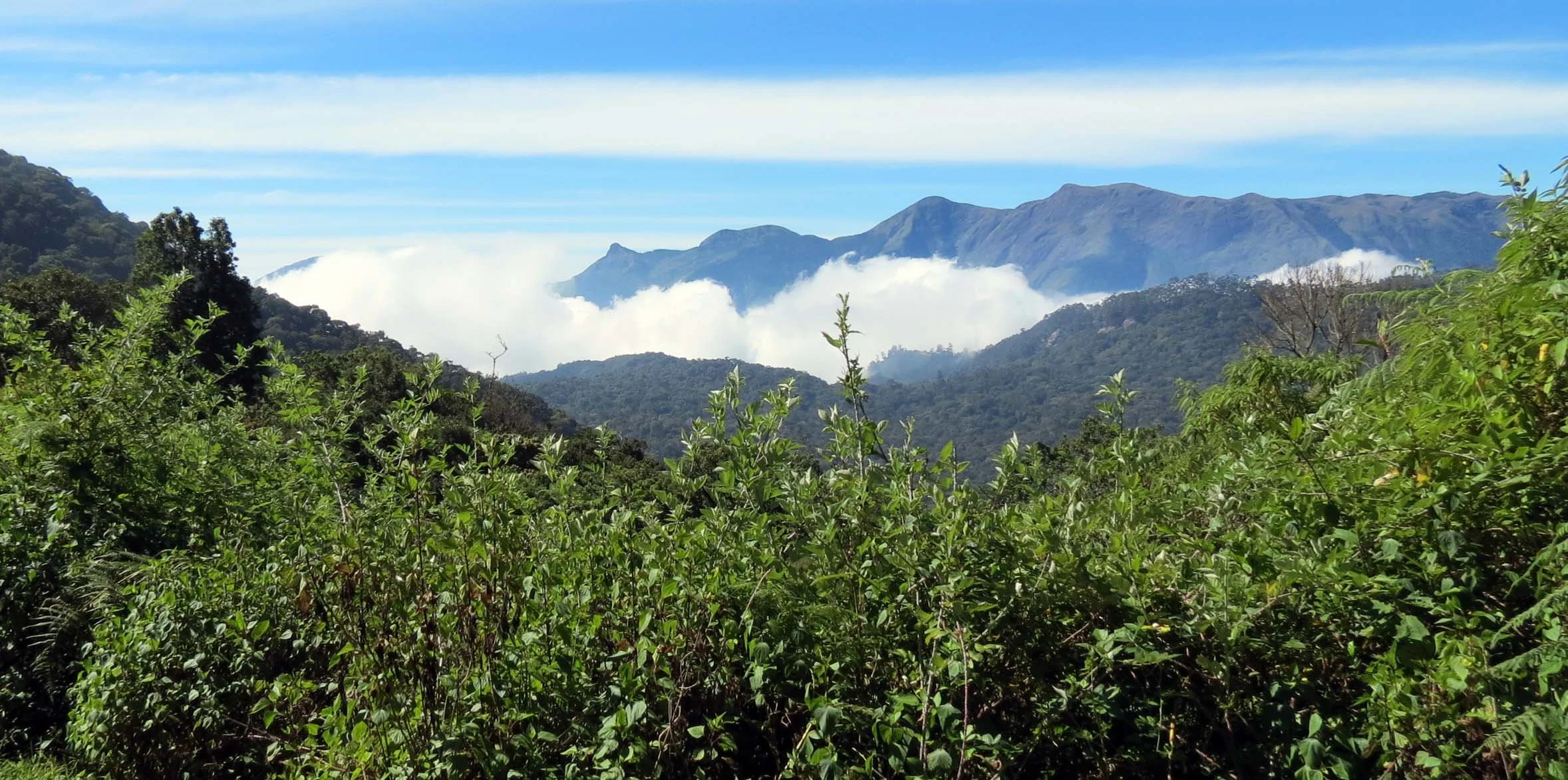 Pampadum Shola National Park