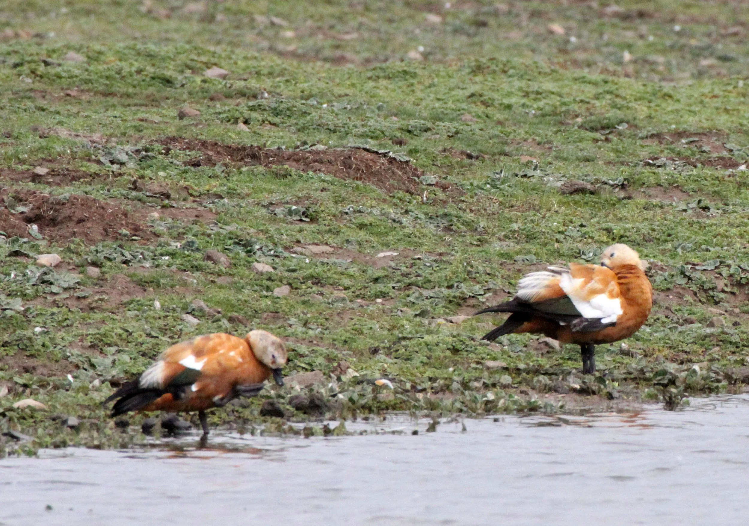 SHELDUCK - RUDDY SHELDUCK  - Tadorna ferruginea - BALE MOUNTAINS NATIONAL PARK ETHIOPIA (17).JPG