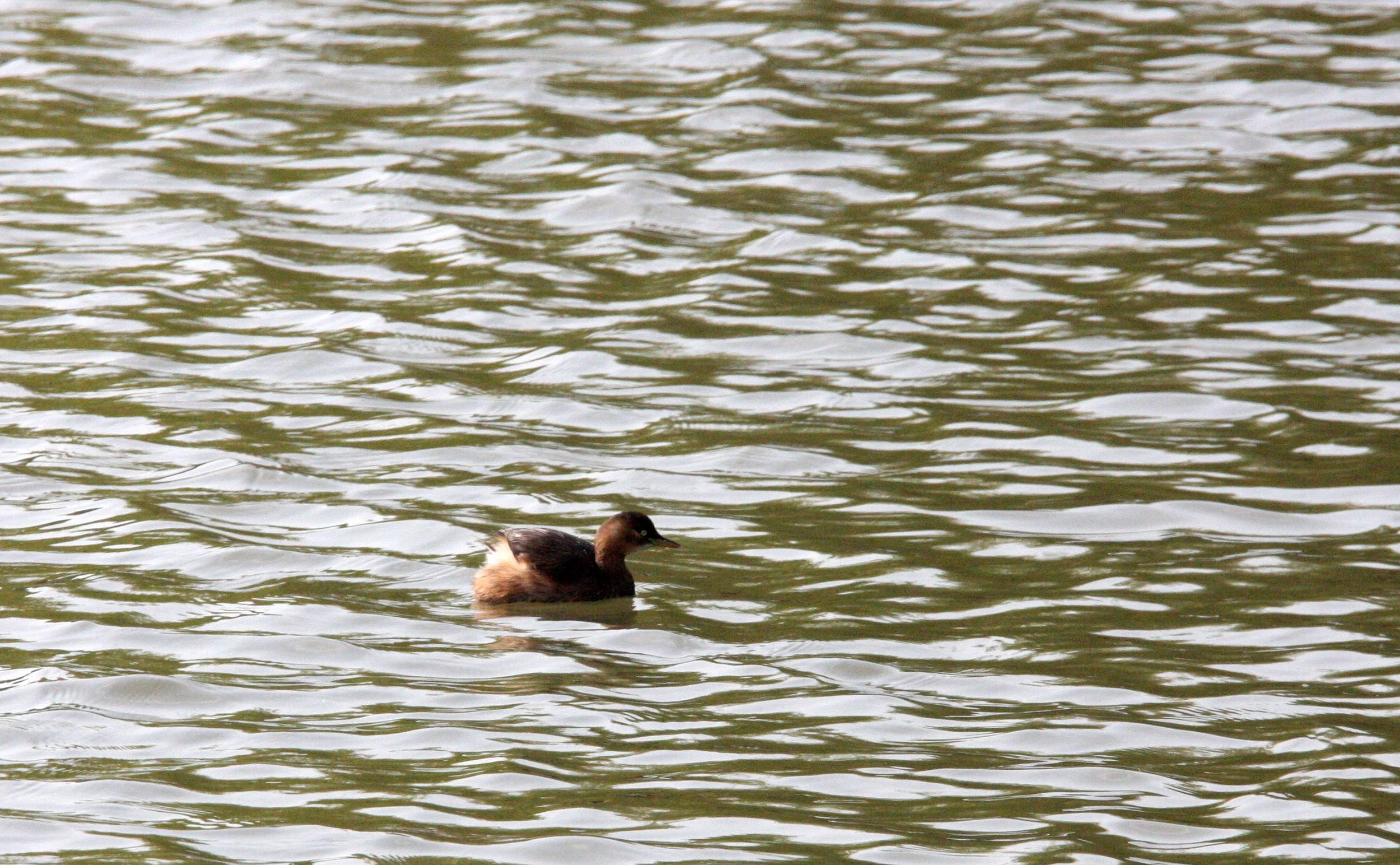 Little Grebe (Tachybaptus ruficollis) Pudong Botanical Gardens Shanghai China (2).JPG