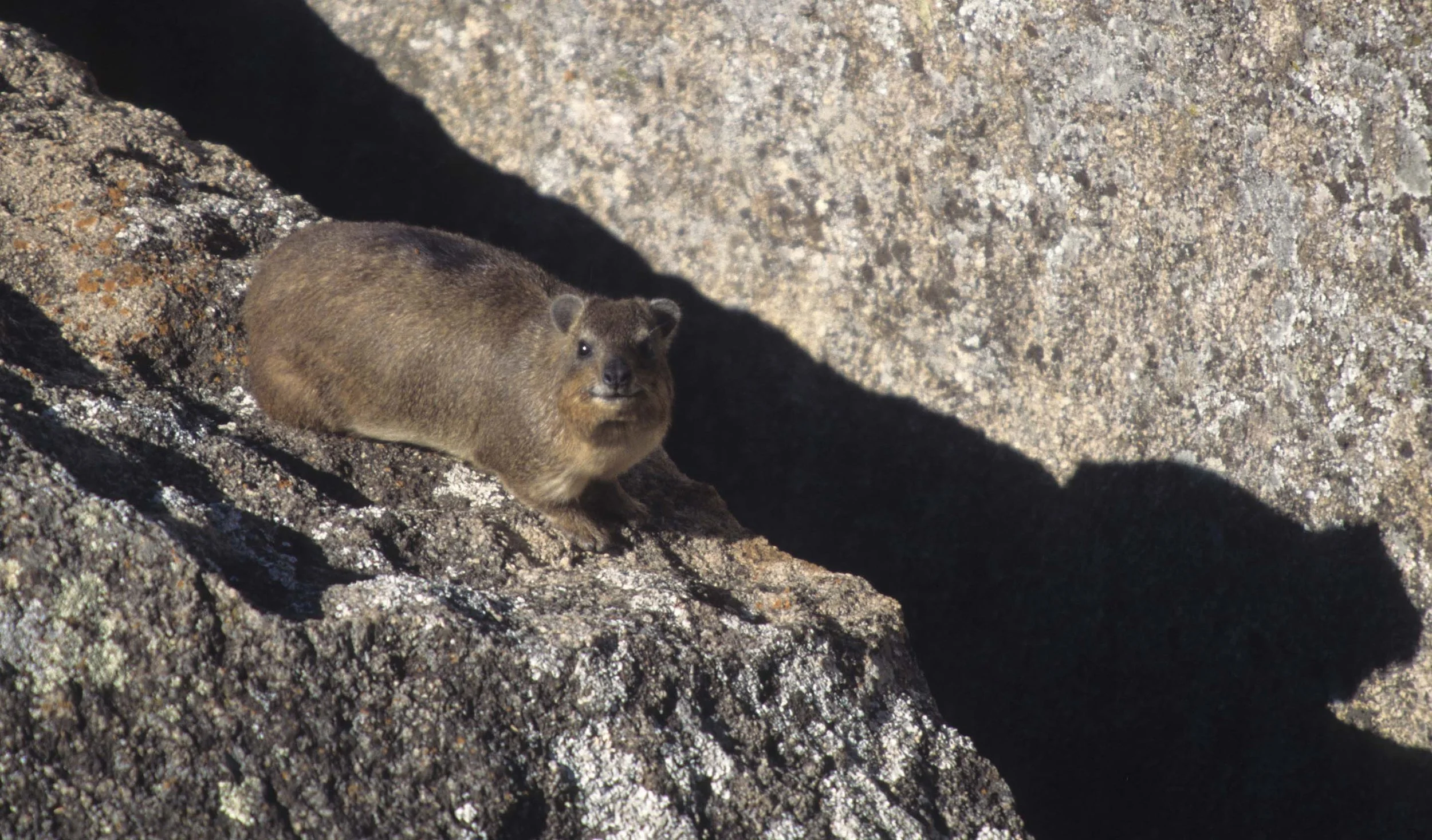 ROCK HYRAX - ZIMBABWE A - Copy.jpg