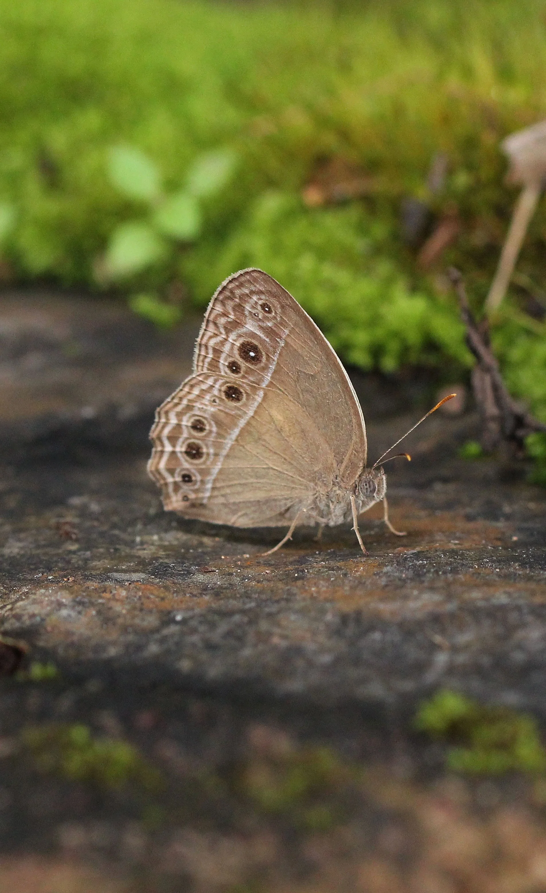 Satyridae - Mycalesis intermedia - Khao Yai NP, Thailand 