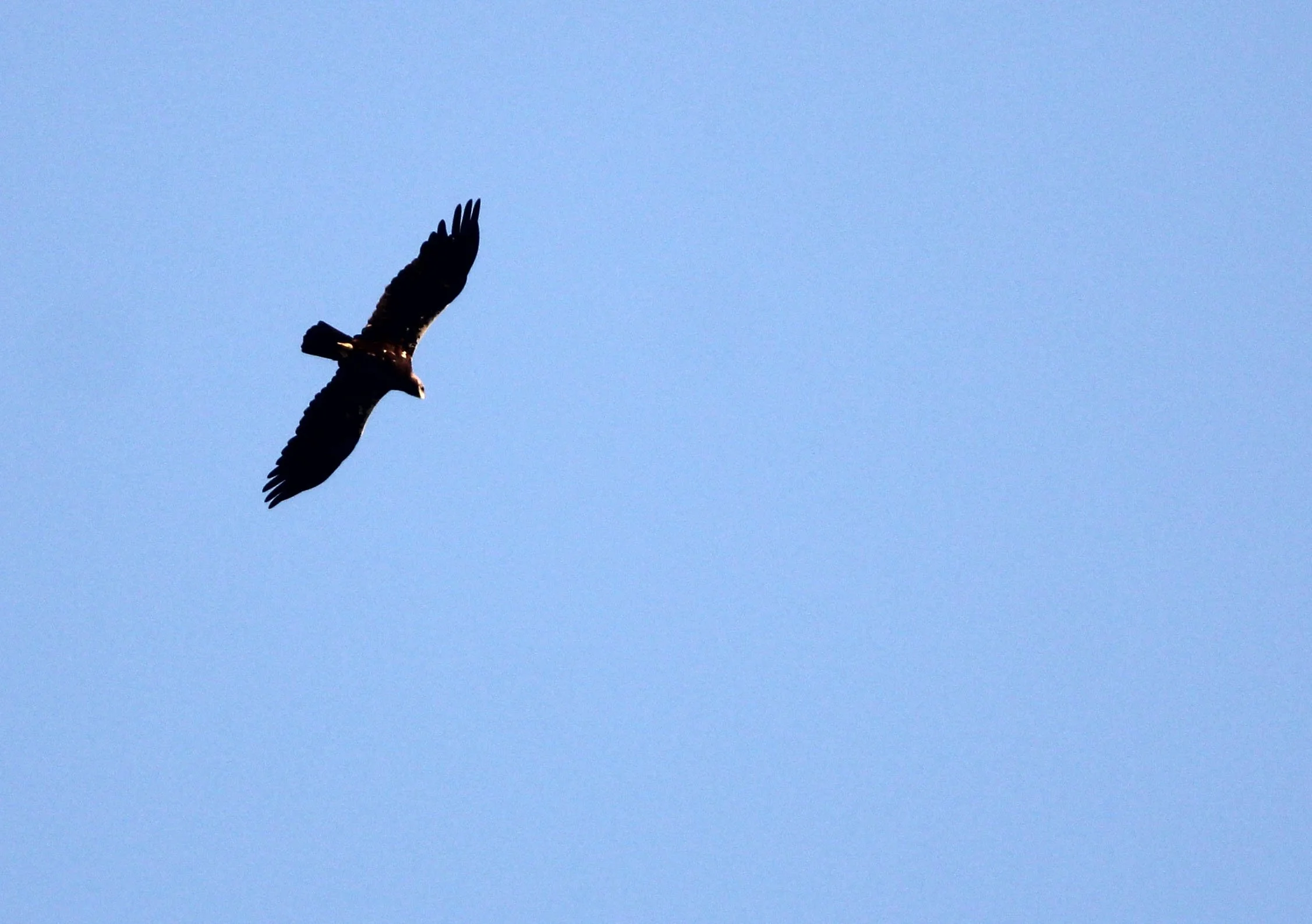 Aquila adalberti - SPANISH (IBERIAN) IMPERIAL EAGLE - SIERRA DE ANDUJAR SPAIN (14).JPG