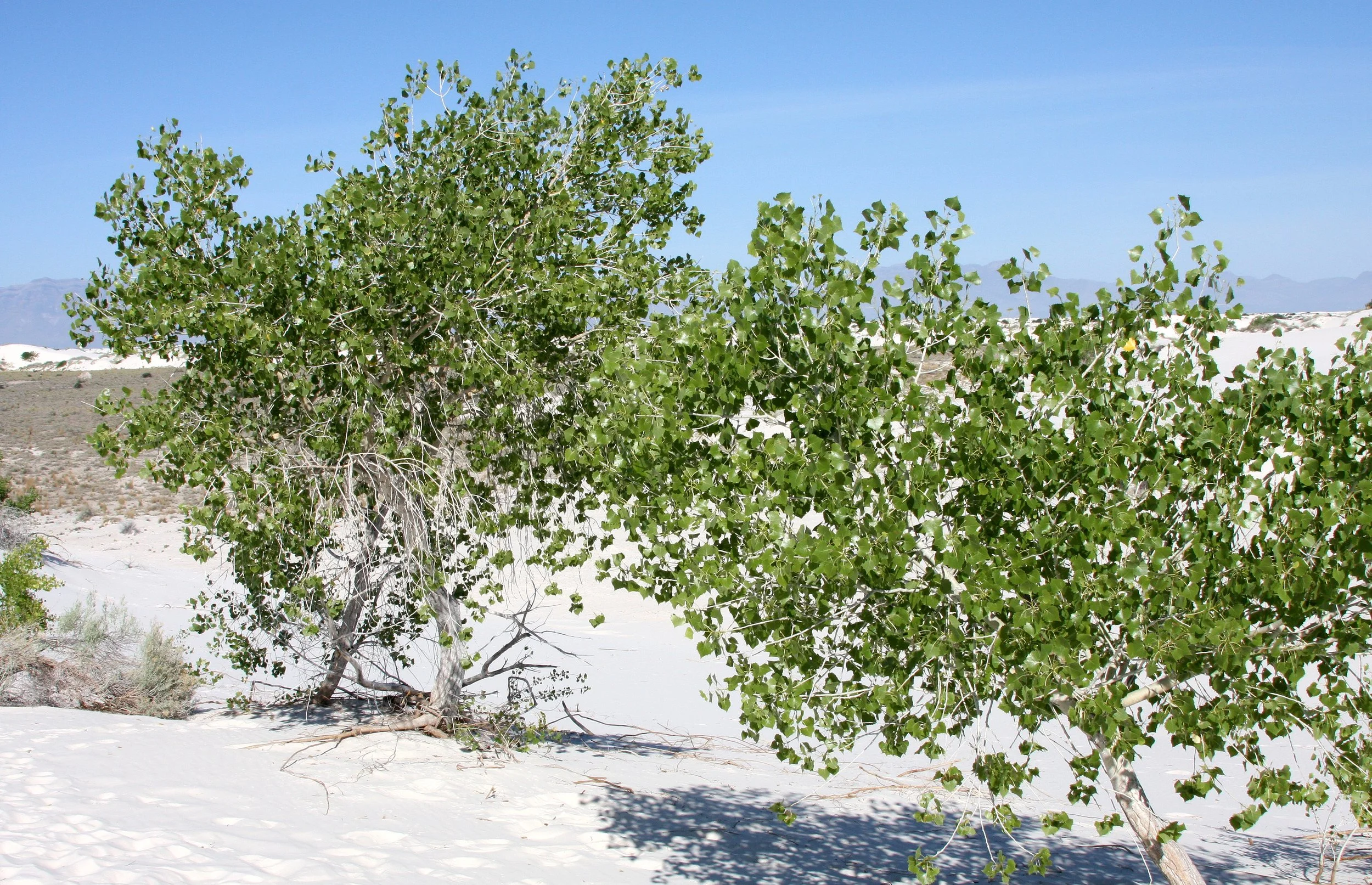 SALICACEAE - POPULUS FREMONTII VAR. WIZLEZENII - RIO GRANDE COTTONWOOD - WHITE SANDS NATIONAL MONUMENT (2).JPG