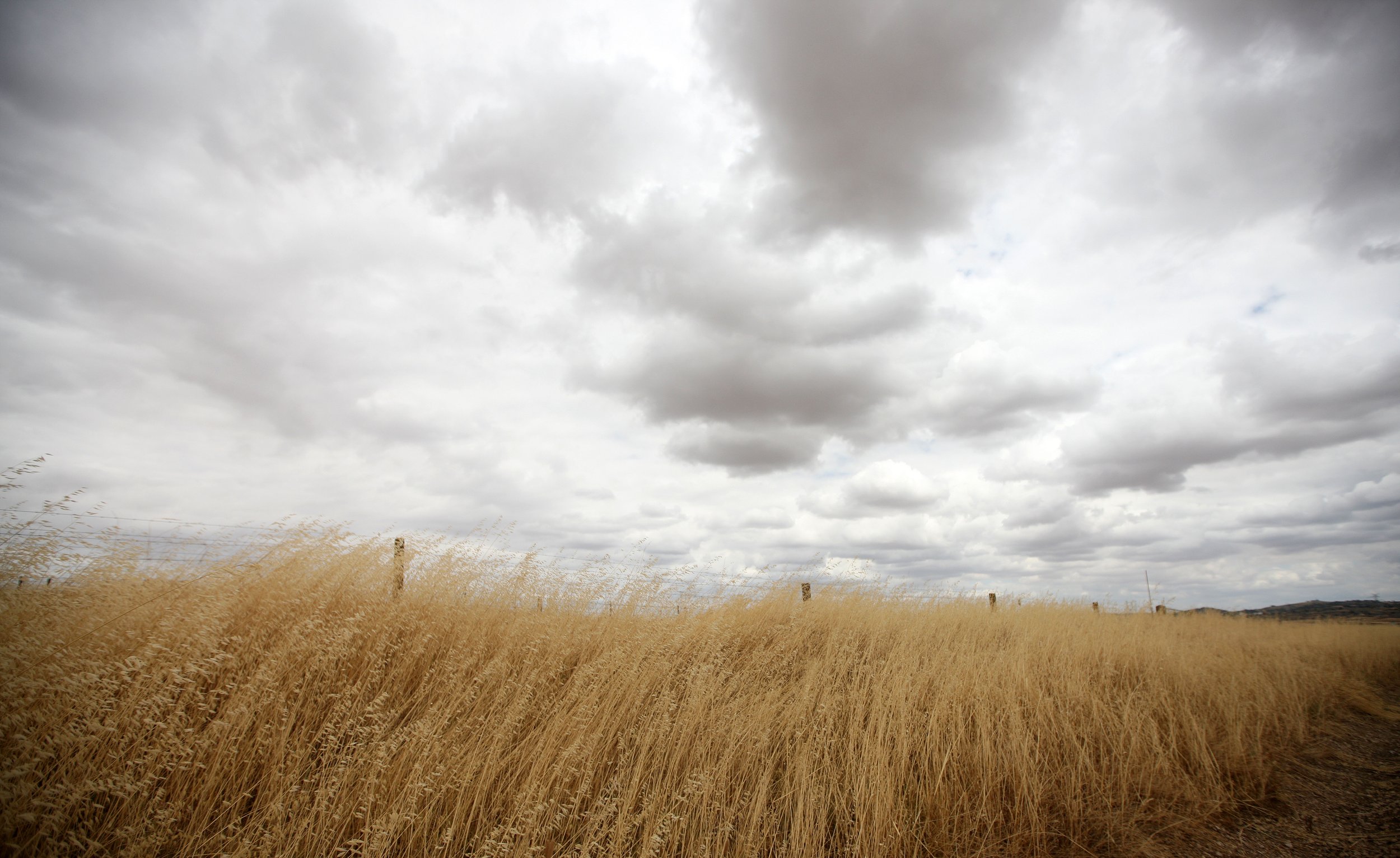 MALPARTIDA & MIRABELA GRASSLANDS SPAIN (4).JPG