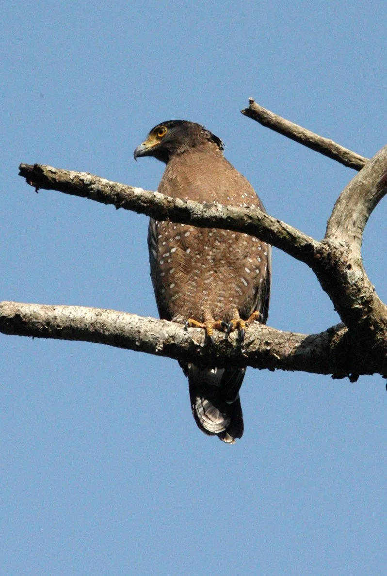EAGLE - CRESTED SERPENT EAGLE - Spilornis cheela - KAENG KRACHAN NATIONAL PARK THAILAND (30).JPG