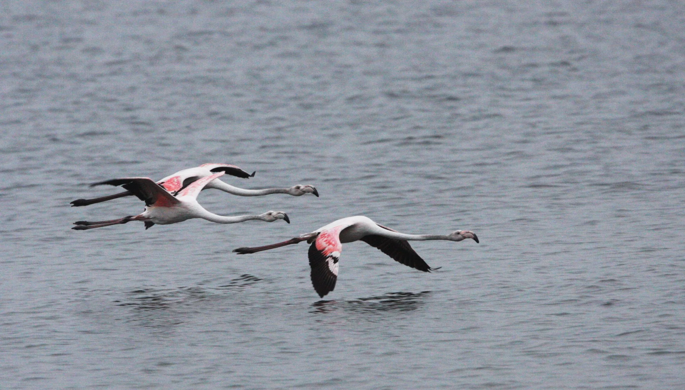 Phoenicopterus roseus - Greater Flamingo - Walvis Bay Namibia (42).JPG
