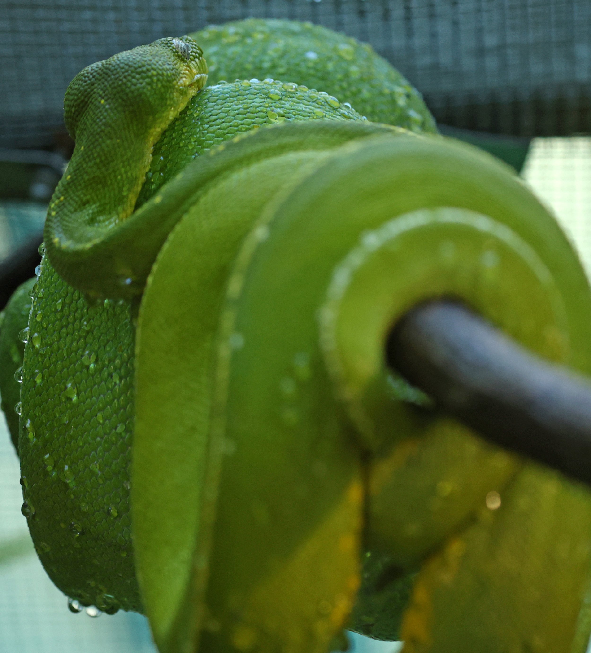 Koalas Python Green Tree Python (Morelia viridis) Lone Pine Wildlife Sanctuary ...