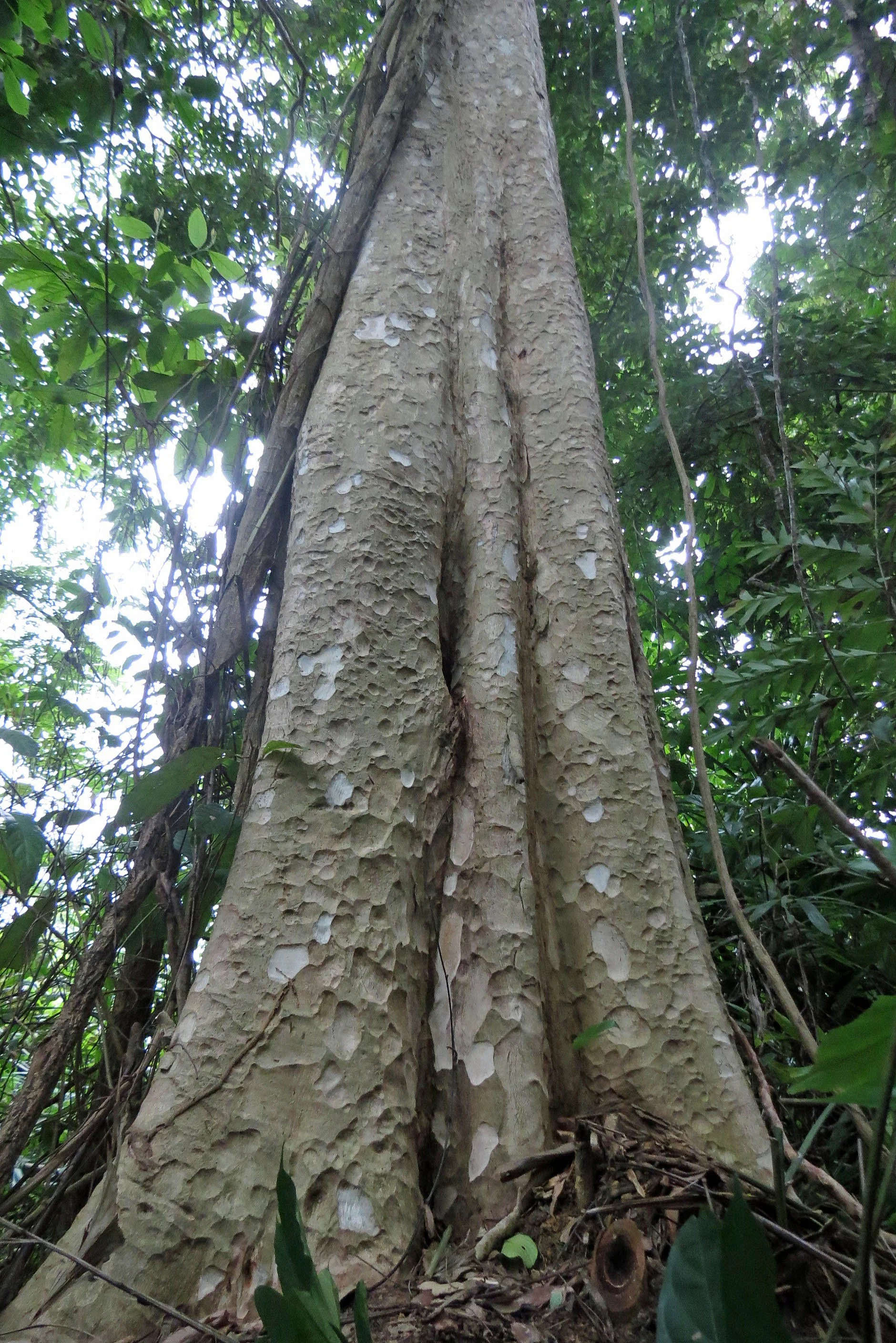 2014 Koh Lanta Build (151).JPG