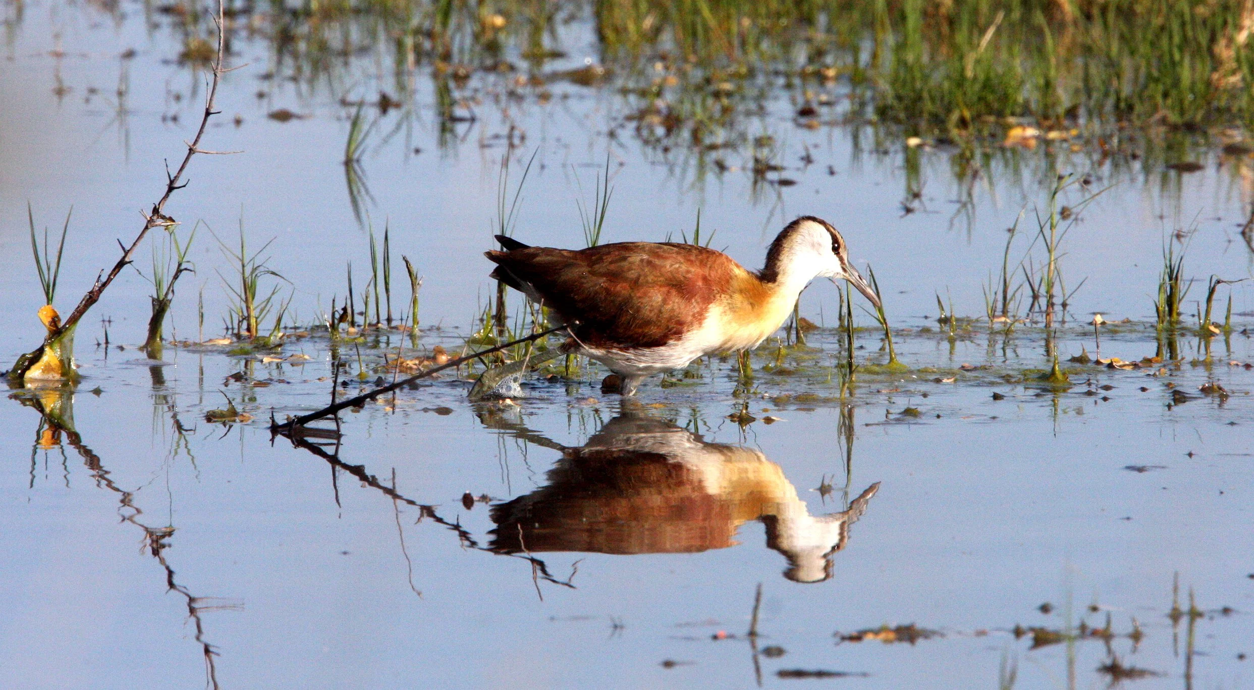 African Jacana - Actophilornis africanus - Khwai Camp Okavango Delta Botswana (7).JPG