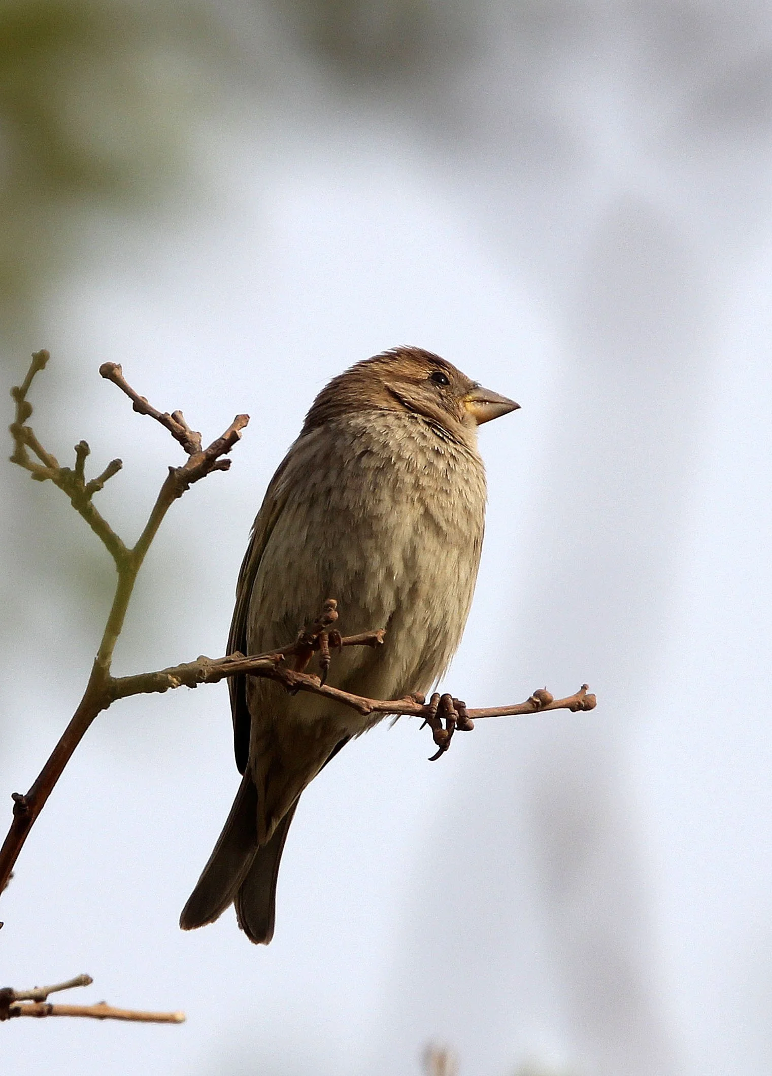 Spanish Sparrow (Passer hispaniolensis) Turpan Xinjiang China (27).JPG