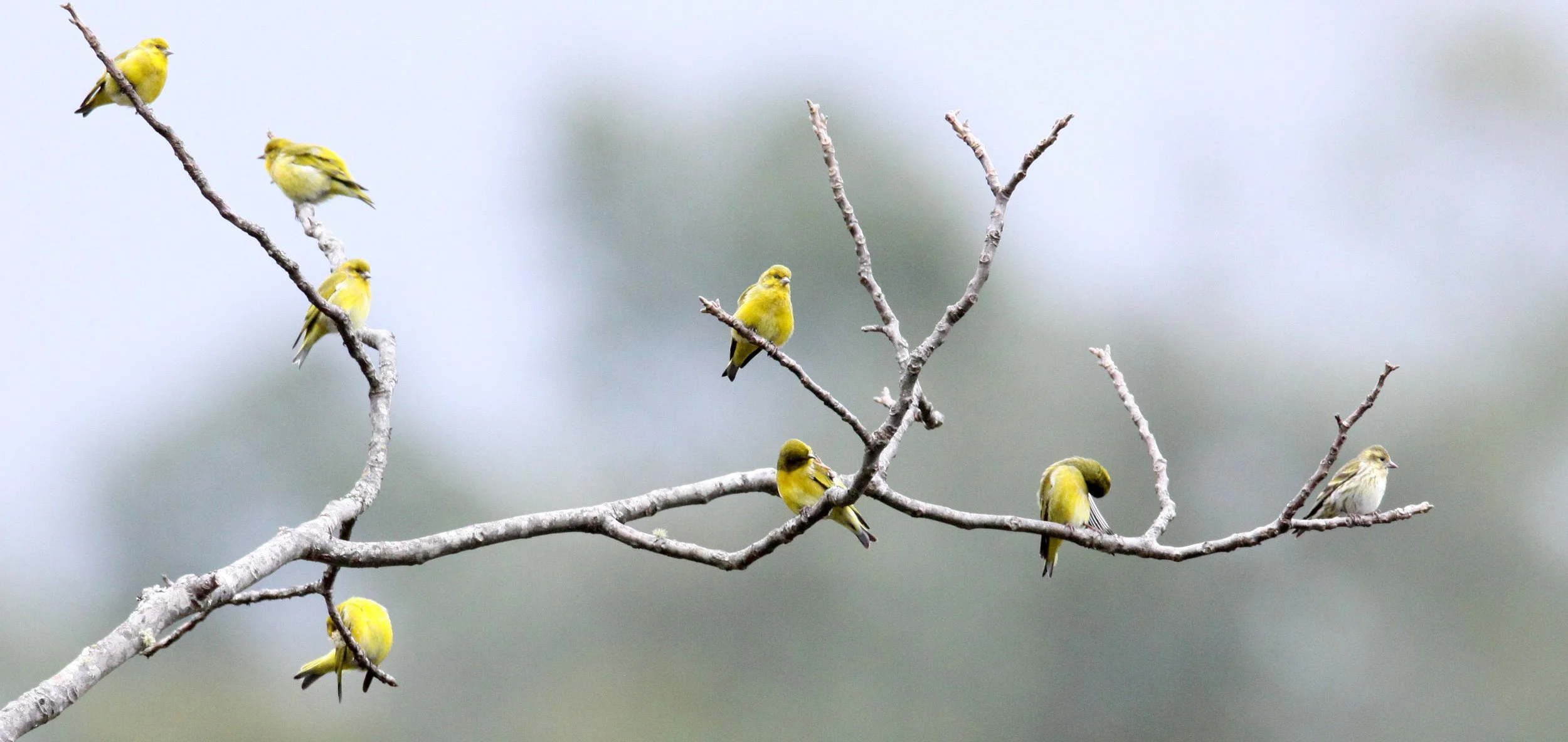 Tibetan Serin or Siskin (Spinus thibetanus) Wuliangshan Nature Reserve, Yunnan China (4).JPG
