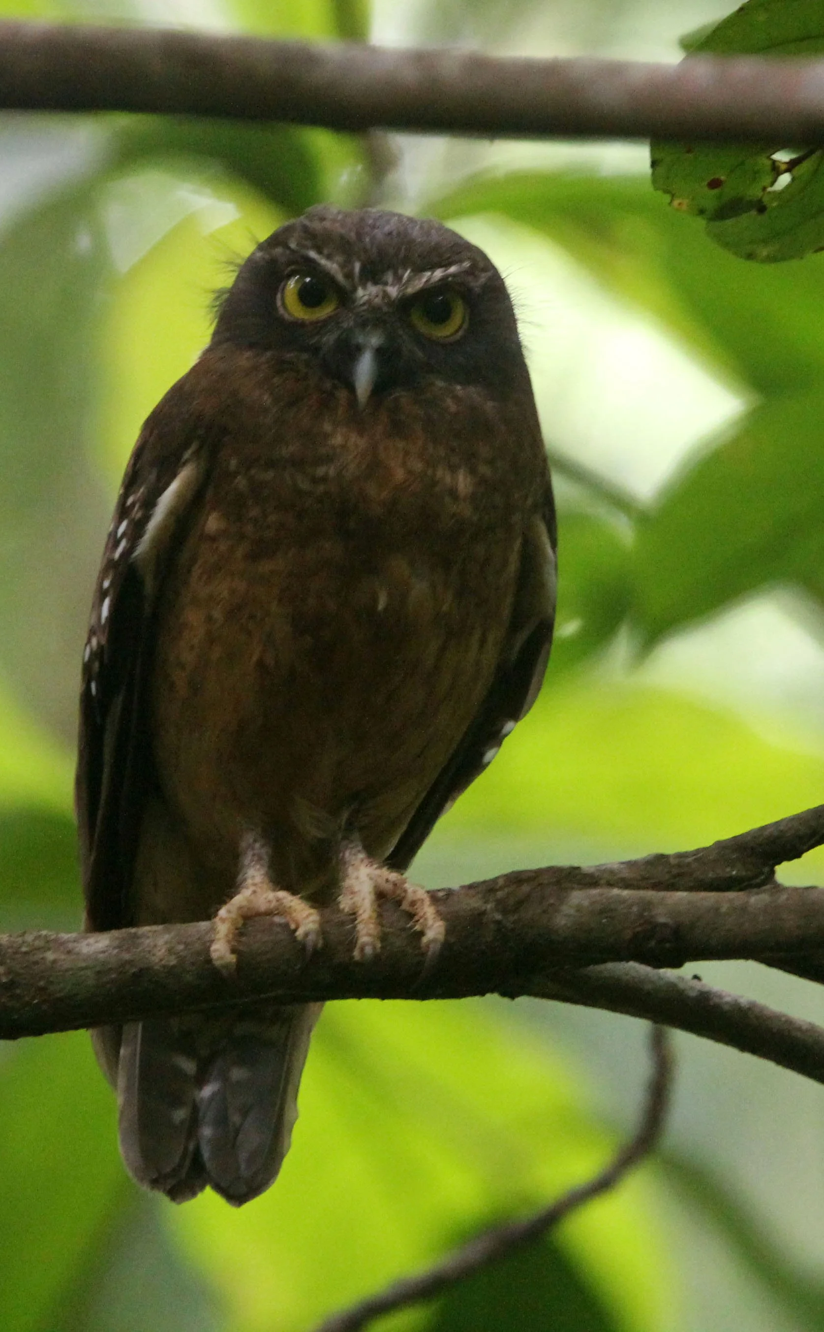 Ninox ochracea - Ochre-bellied Boohook - TANGKOKO NATIONAL PARK SULAWESI INDONESIA (22).JPG