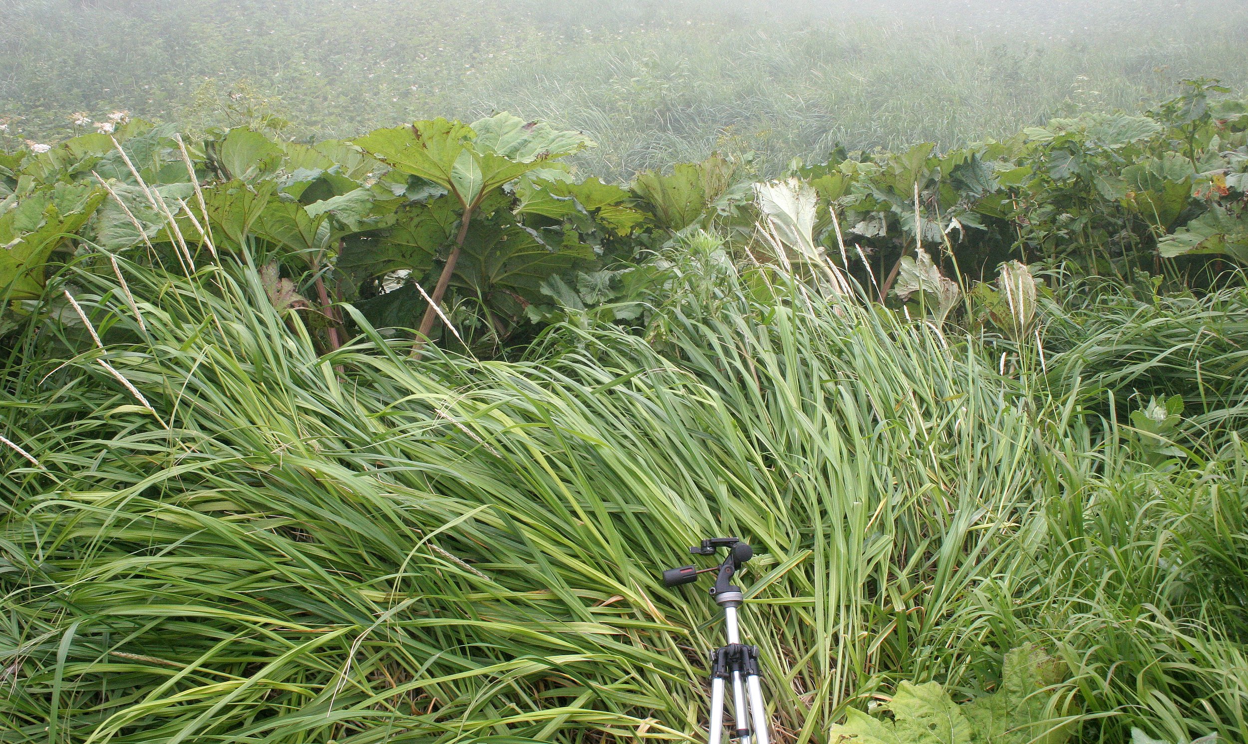 KURIL ISLANDS - FLORA  (107).jpg
