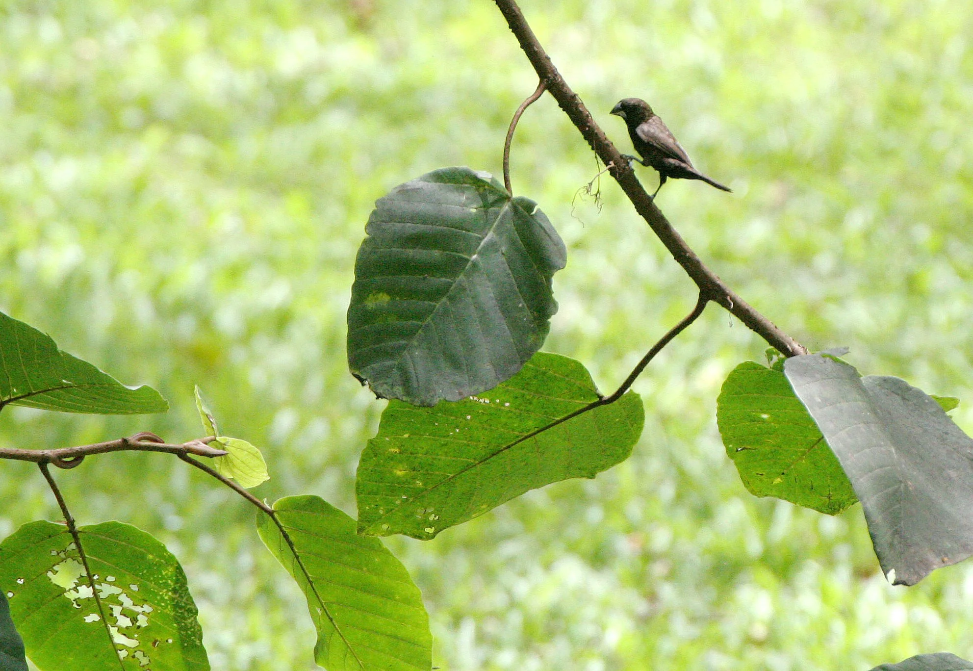 BIRD - MUNIA - DUSKY MUNIA - LONCHURA FUSCANS - KINABATANGAN RIVER BORNEO.JPG